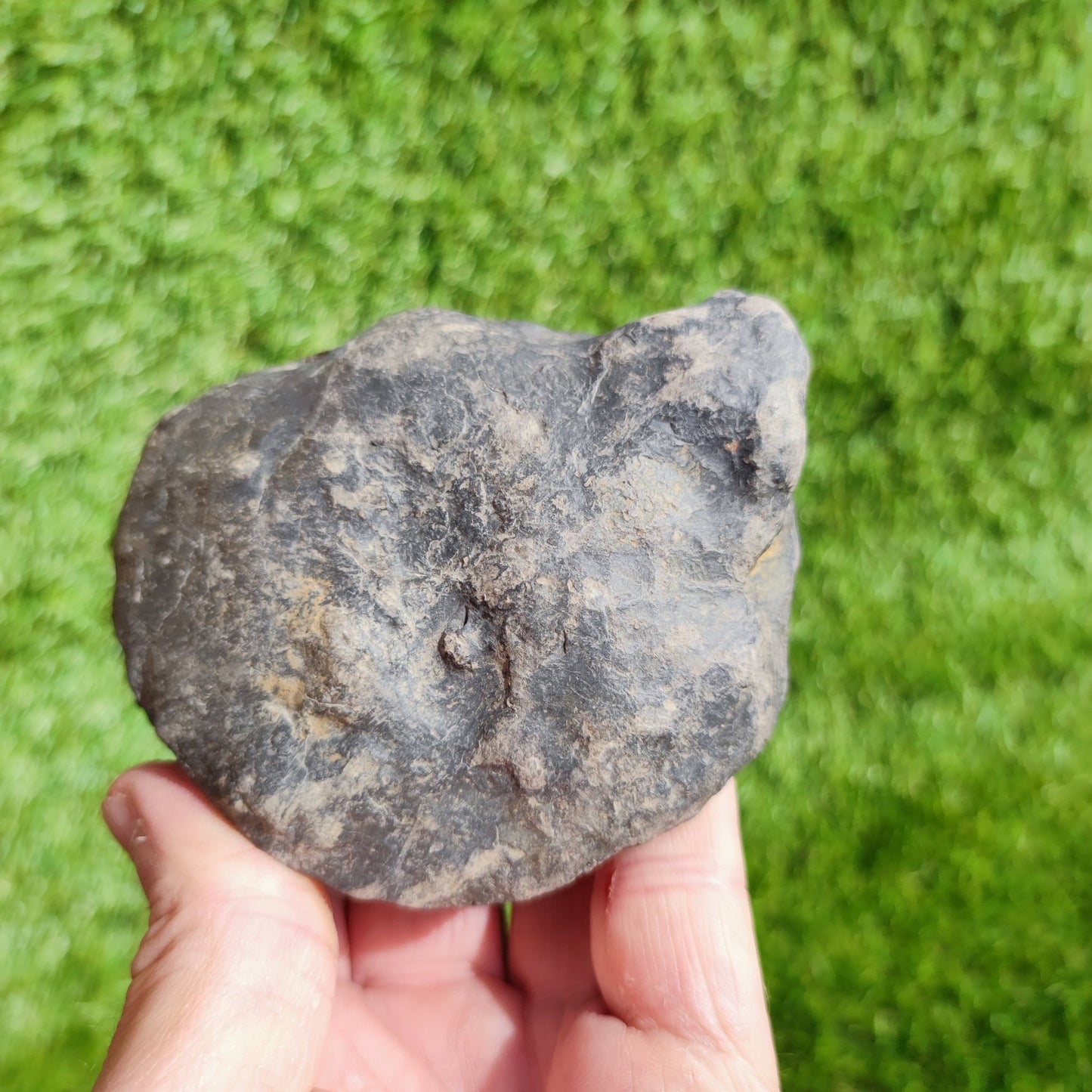 Large ammonite fossil Dactylioceras Yorkshire UK - North Yorkshire Fossils