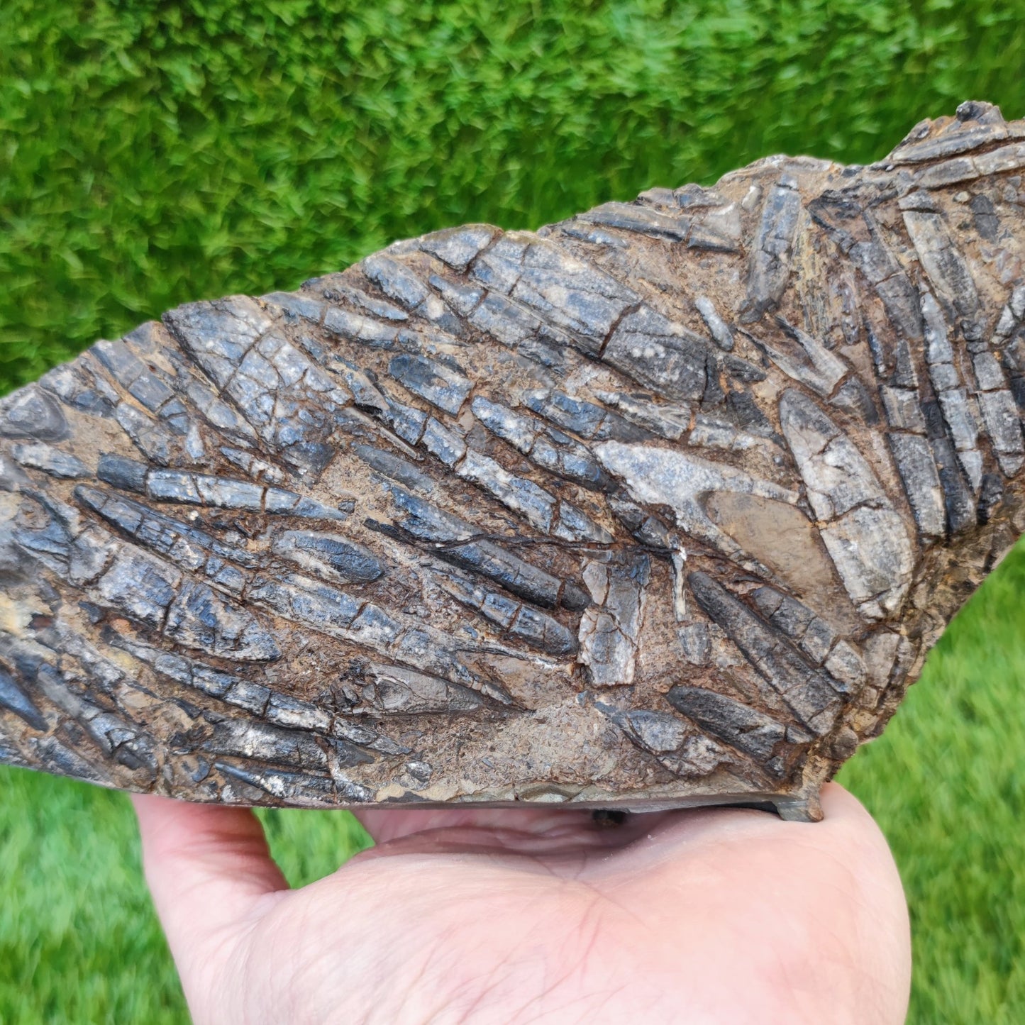 Large Belemnite battlefield/ deathbed North Yorkshire fossils - North Yorkshire Fossils