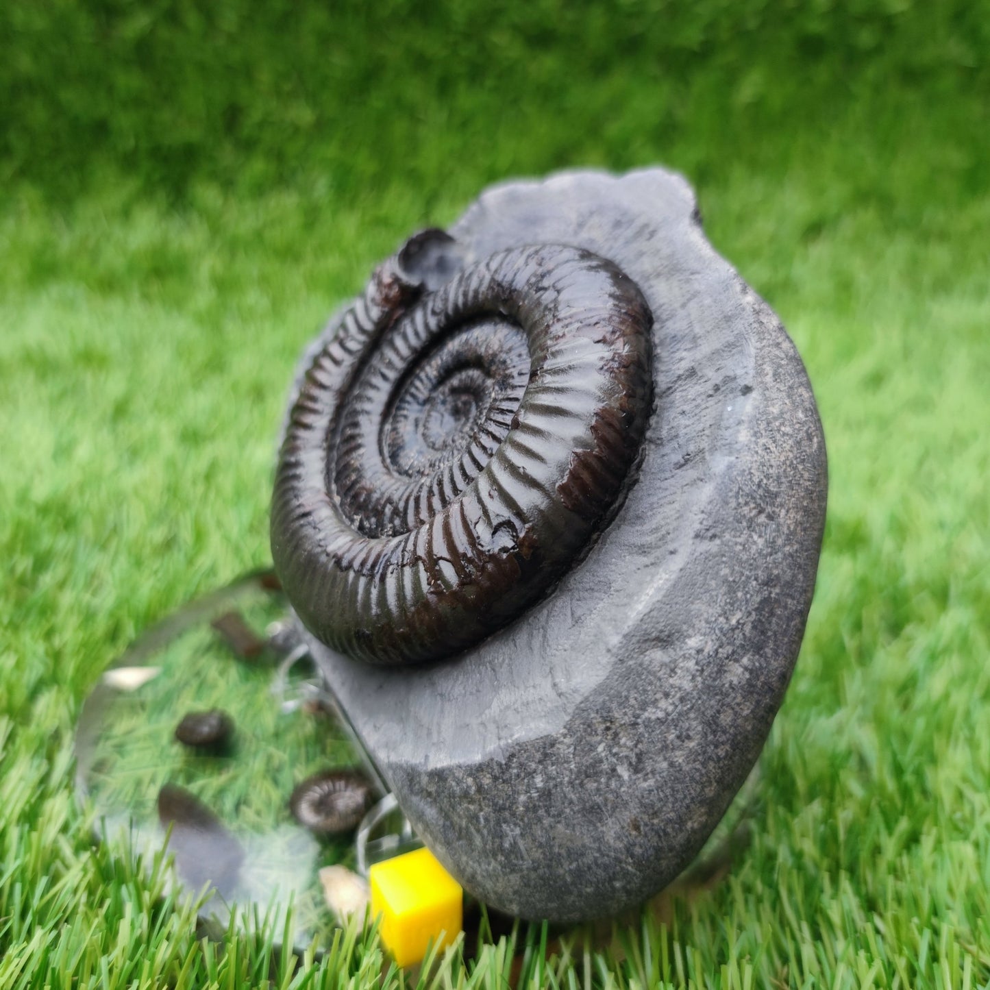 Large Dactylioceras ammonite North Yorkshire fossils - North Yorkshire Fossils