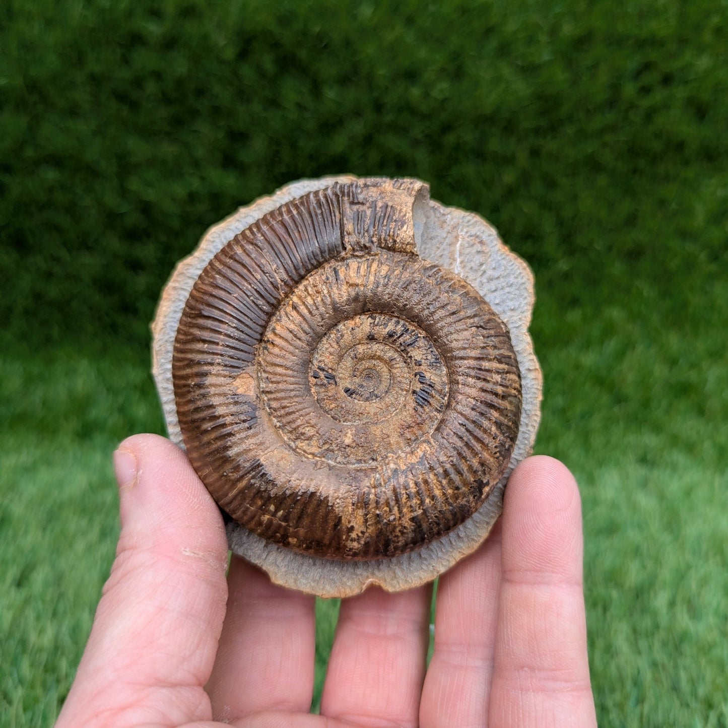 Large dactylioceras semicelatum ammonite fossil North Yorkshire - North Yorkshire Fossils