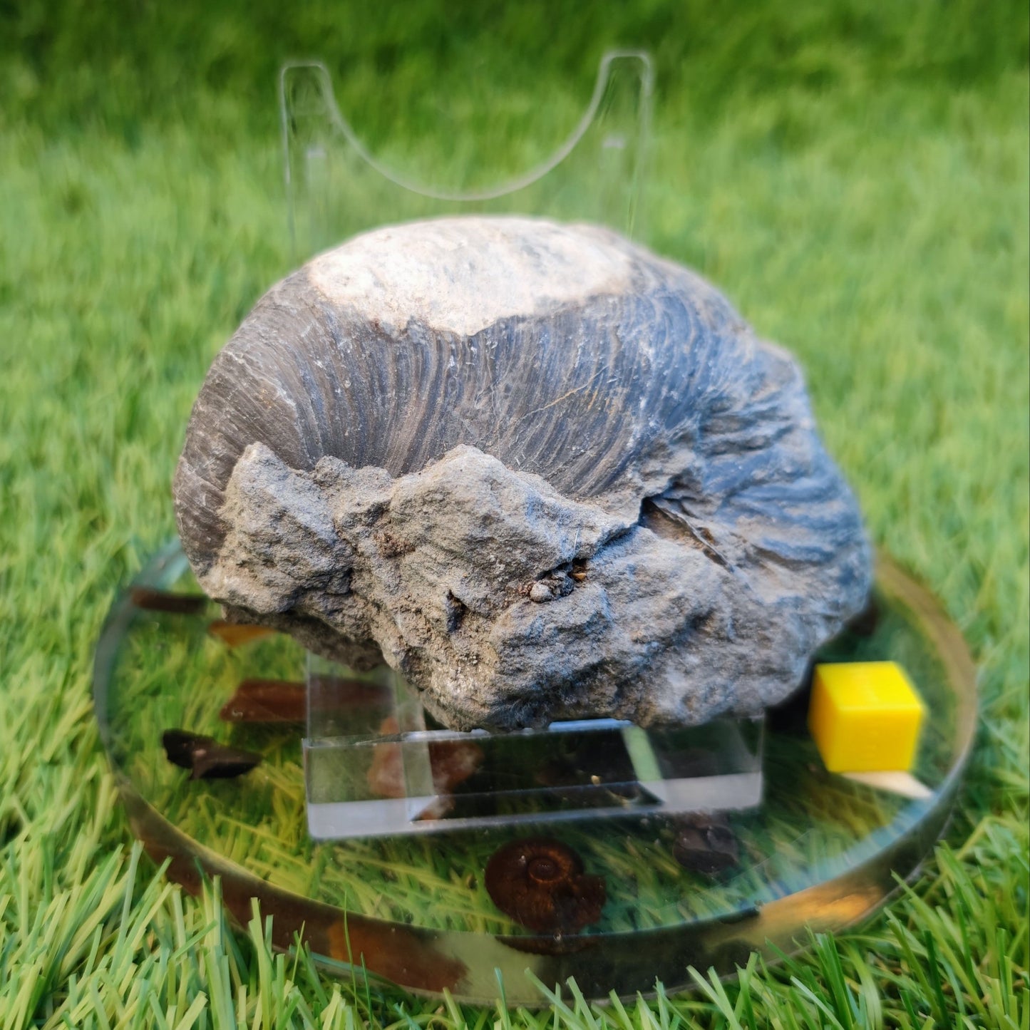 Large gryphea devil's toe nail fossil North Yorkshire fossils - North Yorkshire Fossils
