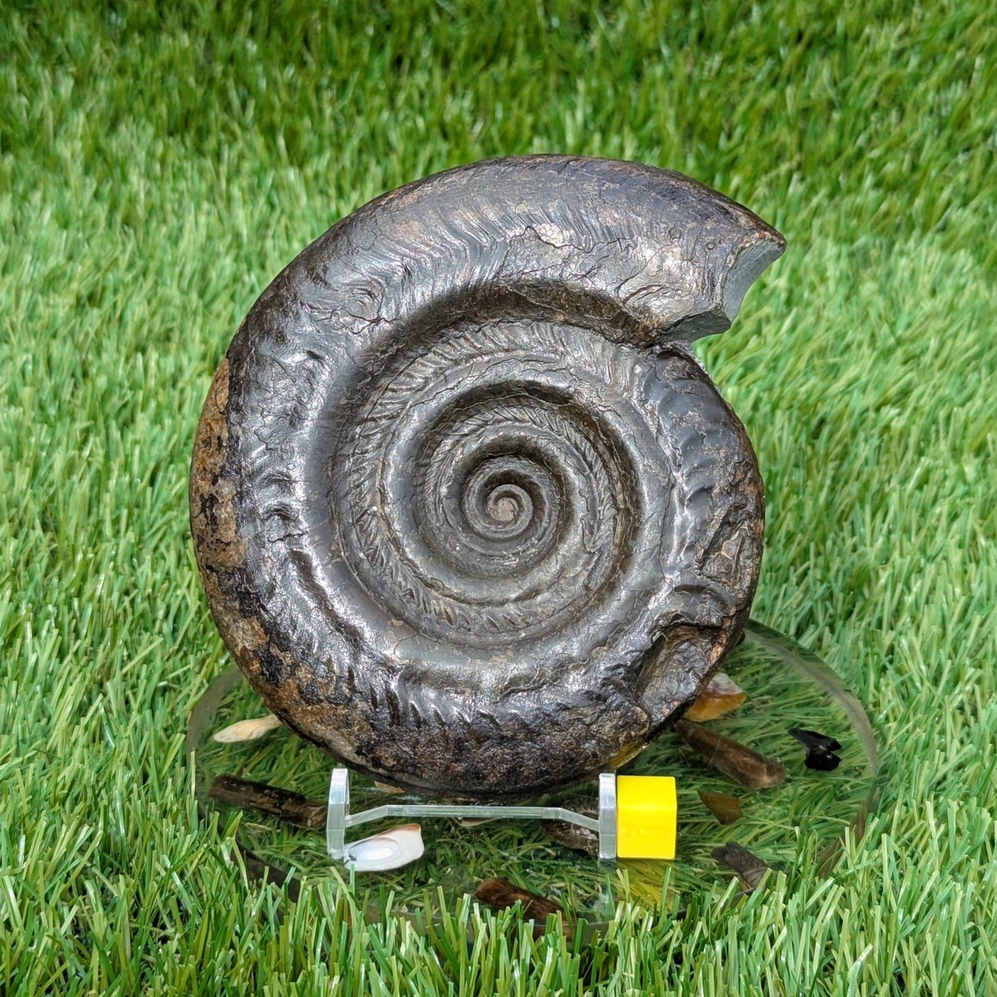 Large hildoceras ammonite North Yorkshire fossils - North Yorkshire Fossils