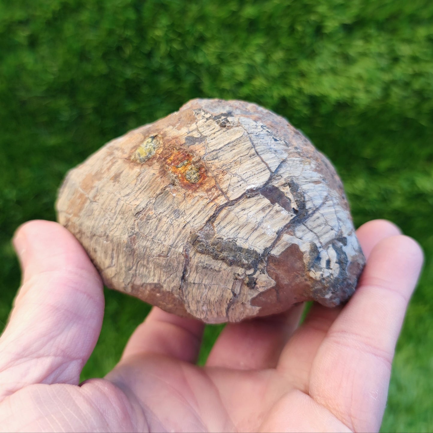 Large Jurassic bivalve shell fossil North Yorkshire fossils - North Yorkshire Fossils