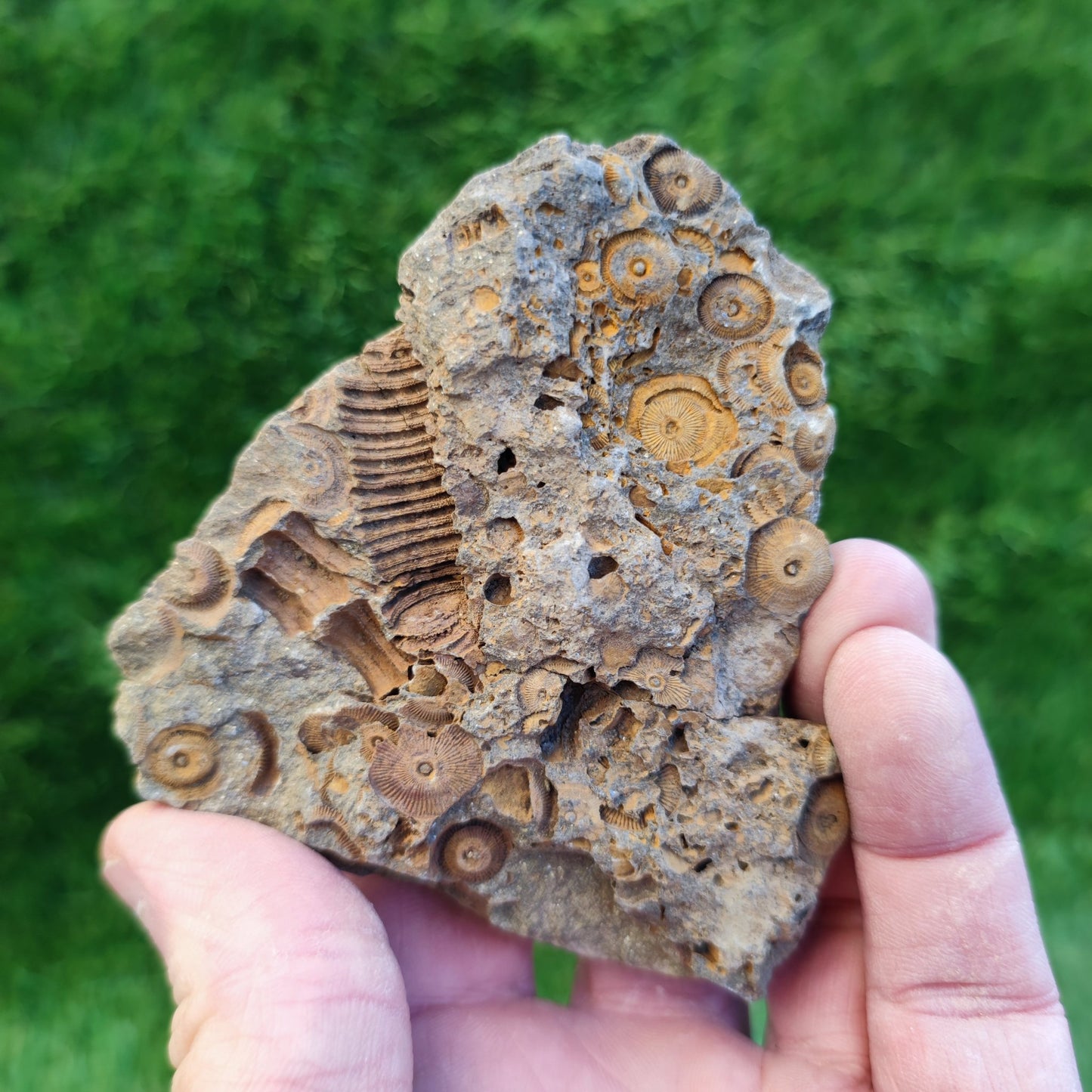 Large Jurassic coral fossil - North Yorkshire Fossils