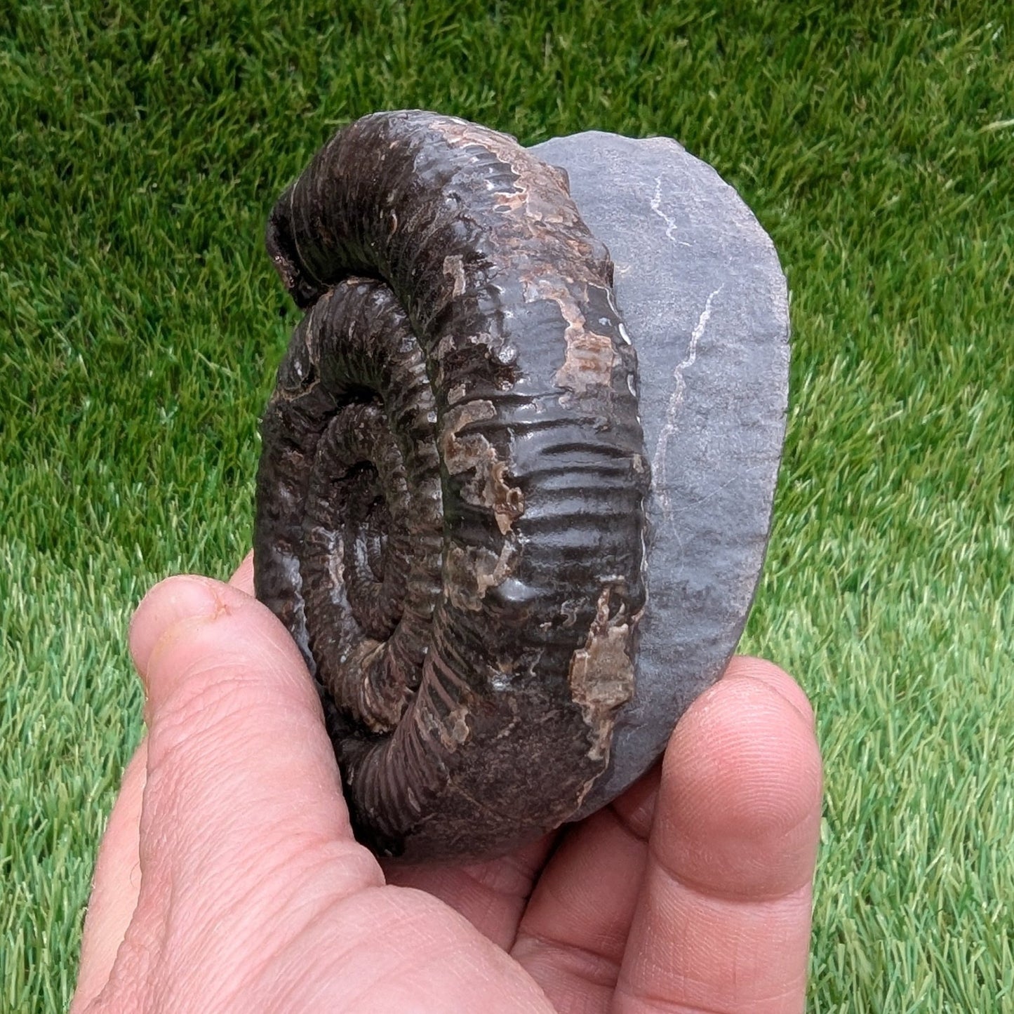 Large porpoceras ammonite North Yorkshire fossils - North Yorkshire Fossils