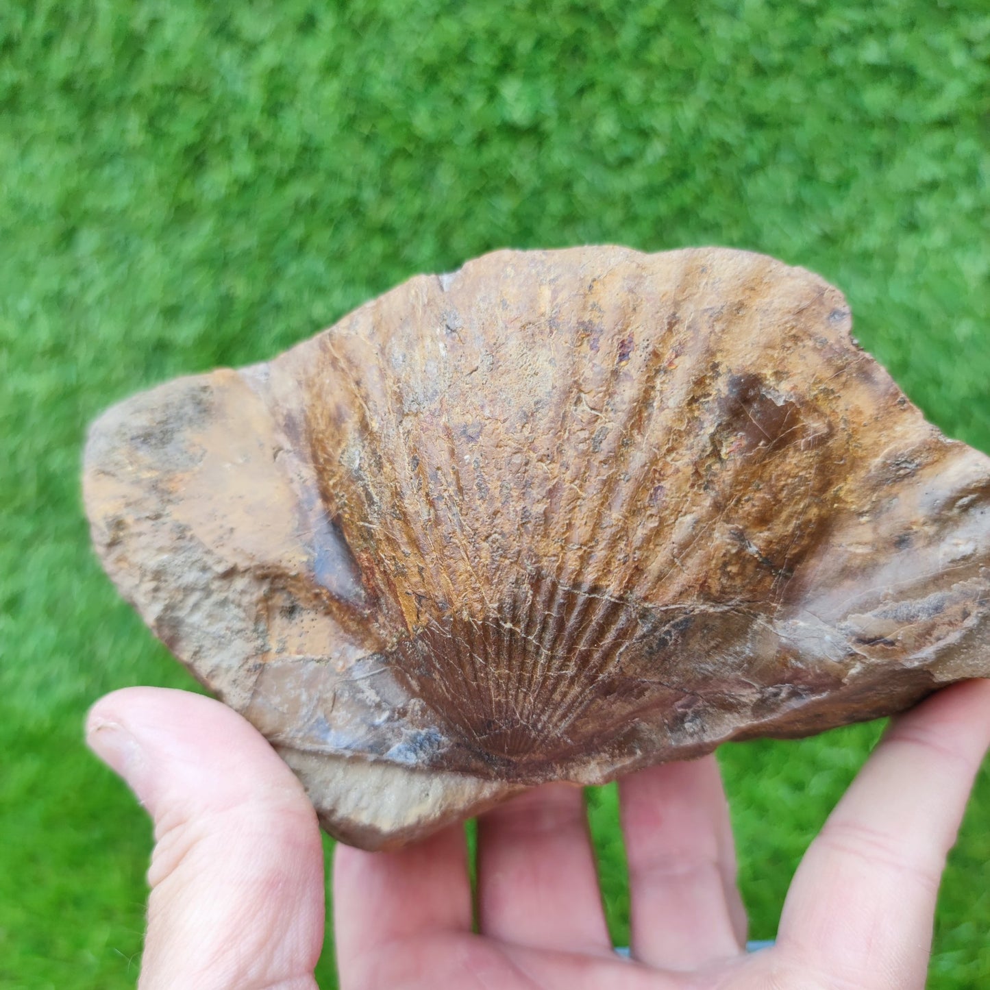 Large scallop fossil Staithes North Yorkshire UK - North Yorkshire Fossils