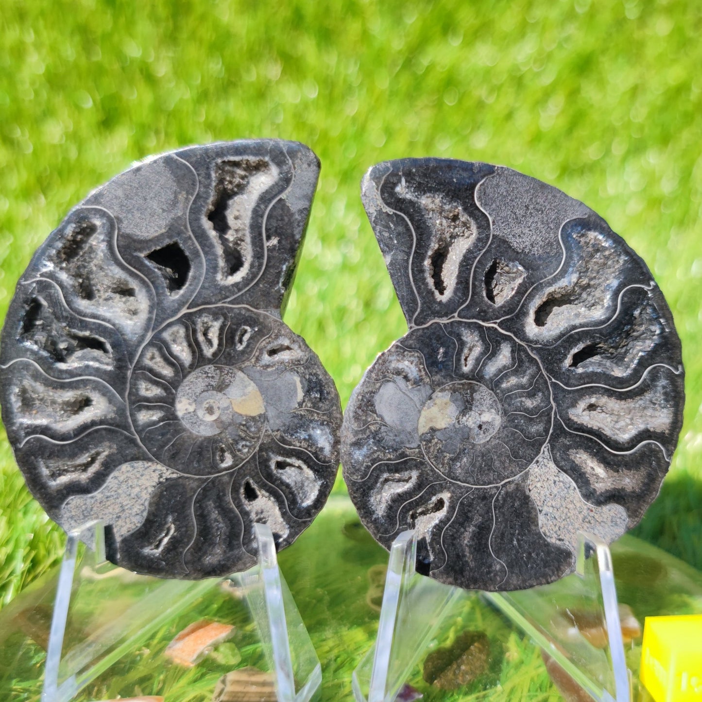 Madagascar ammonite fossil - North Yorkshire Fossils