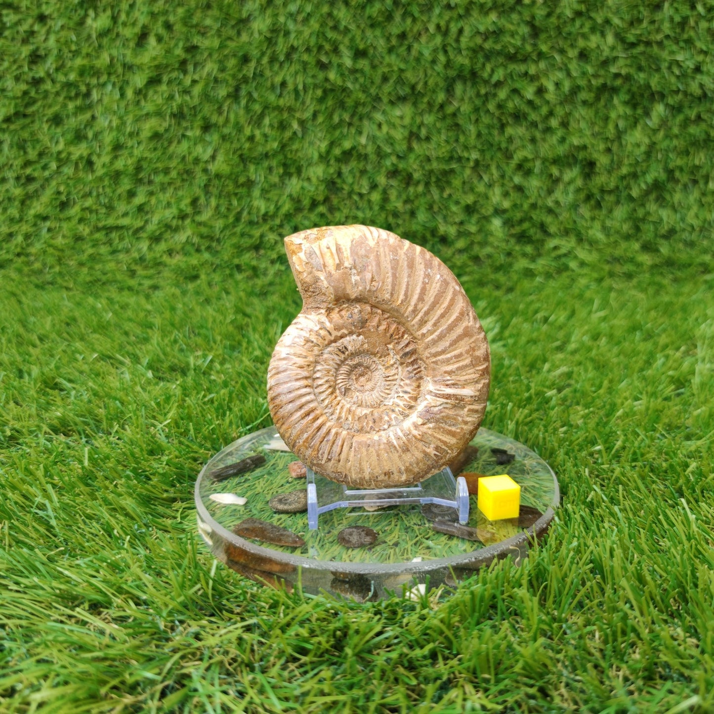 Madagascar ammonite fossil - North Yorkshire Fossils