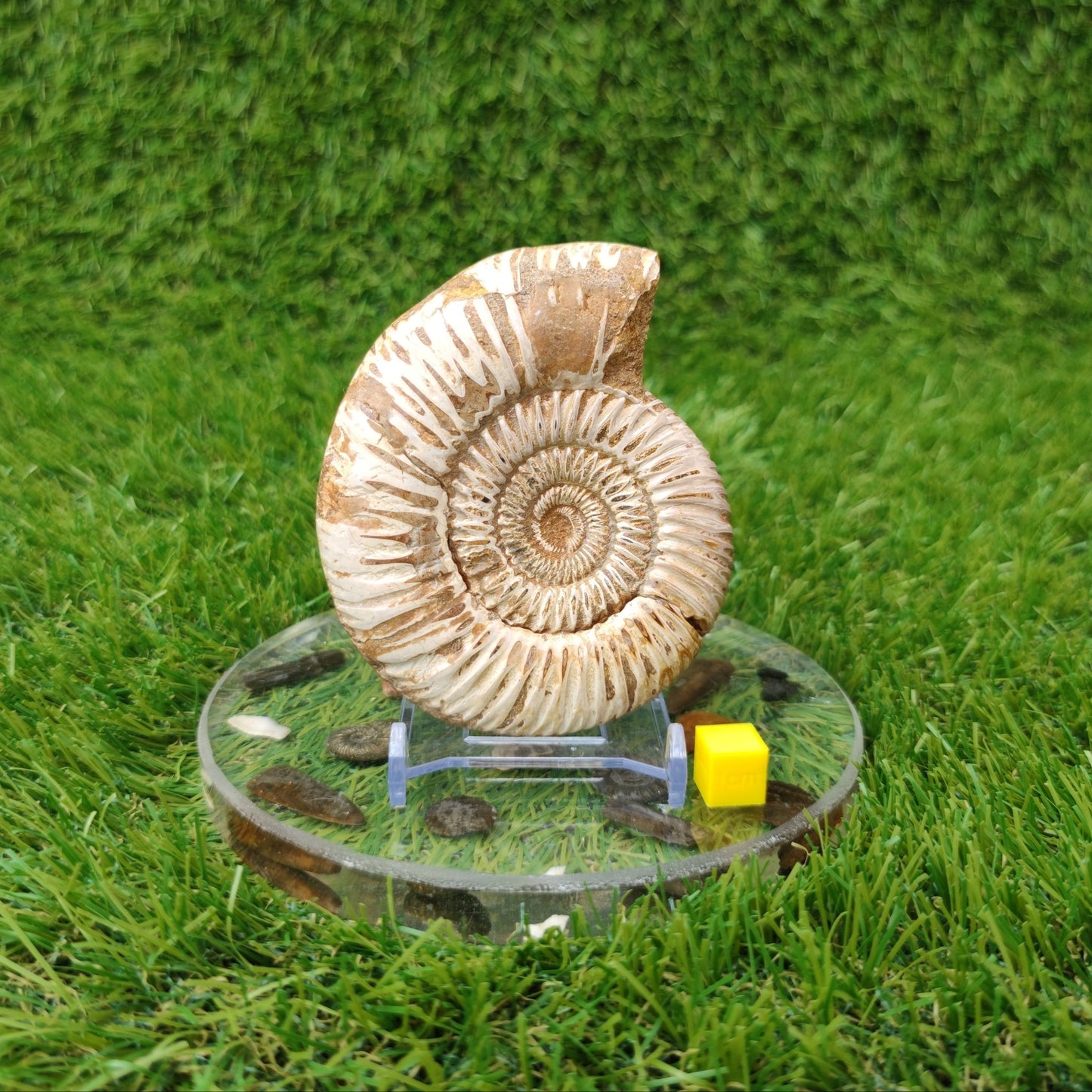 Madagascar ammonite fossil - North Yorkshire Fossils