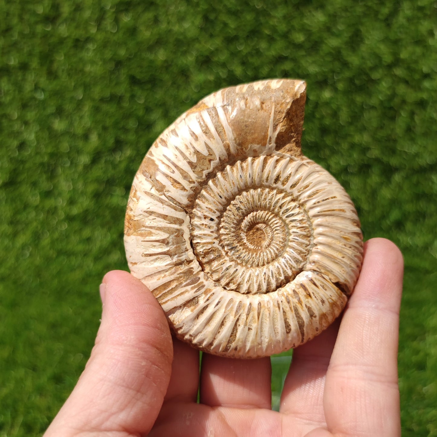 Madagascar ammonite fossil - North Yorkshire Fossils