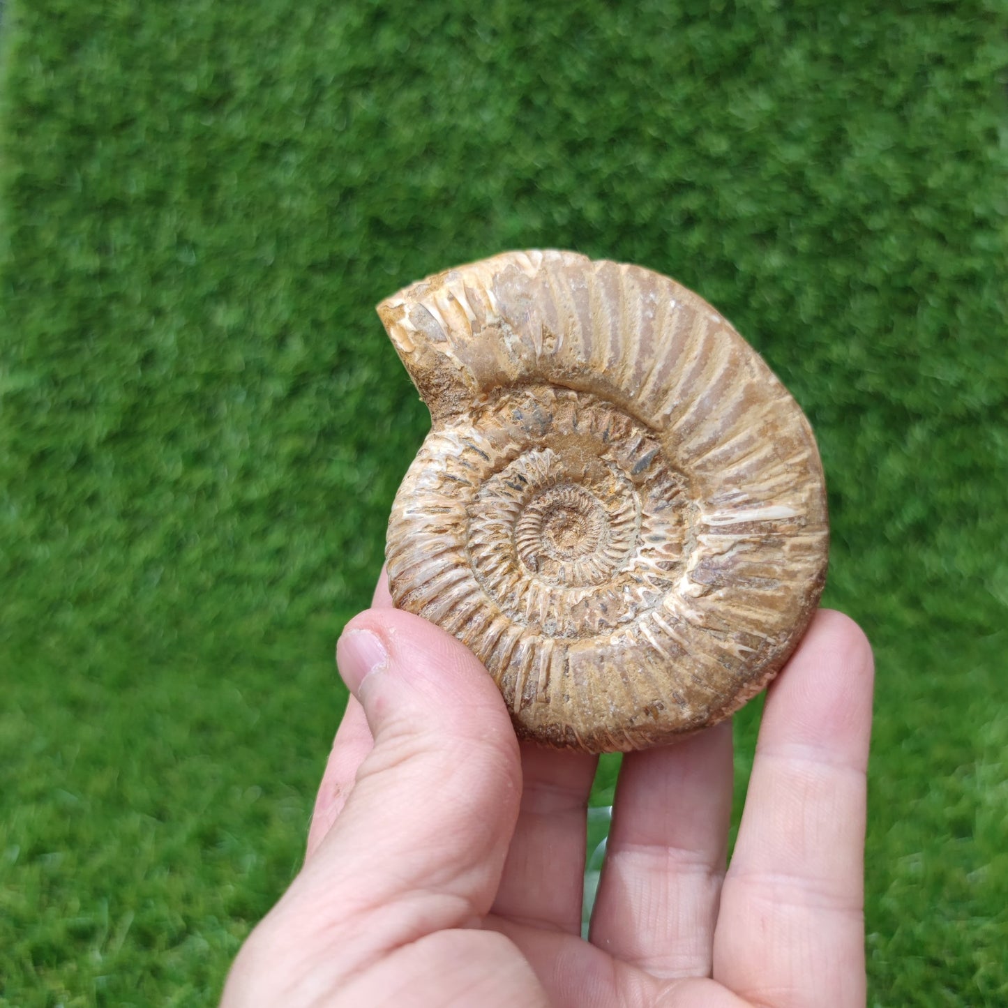 Madagascar ammonite fossil - North Yorkshire Fossils