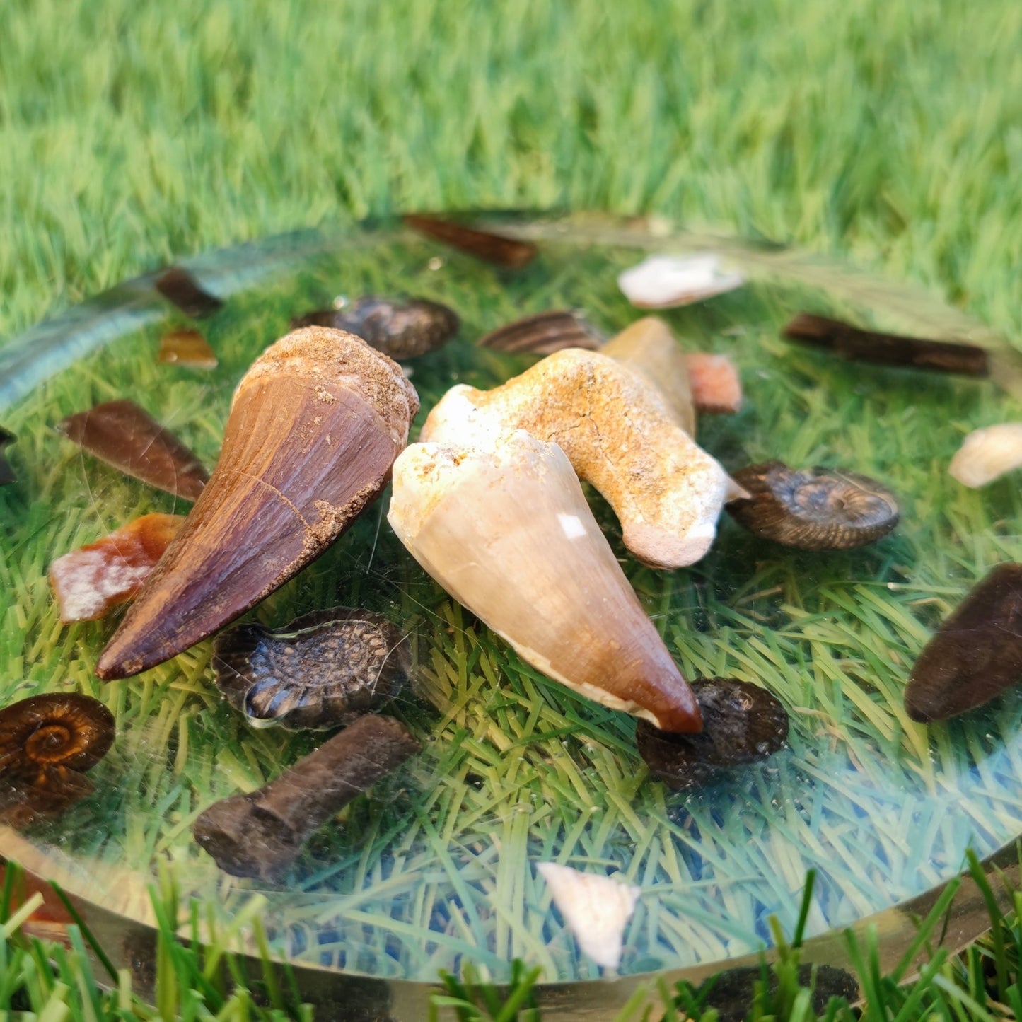 Marine reptile shark tooth bundle North Yorkshire fossils - North Yorkshire Fossils