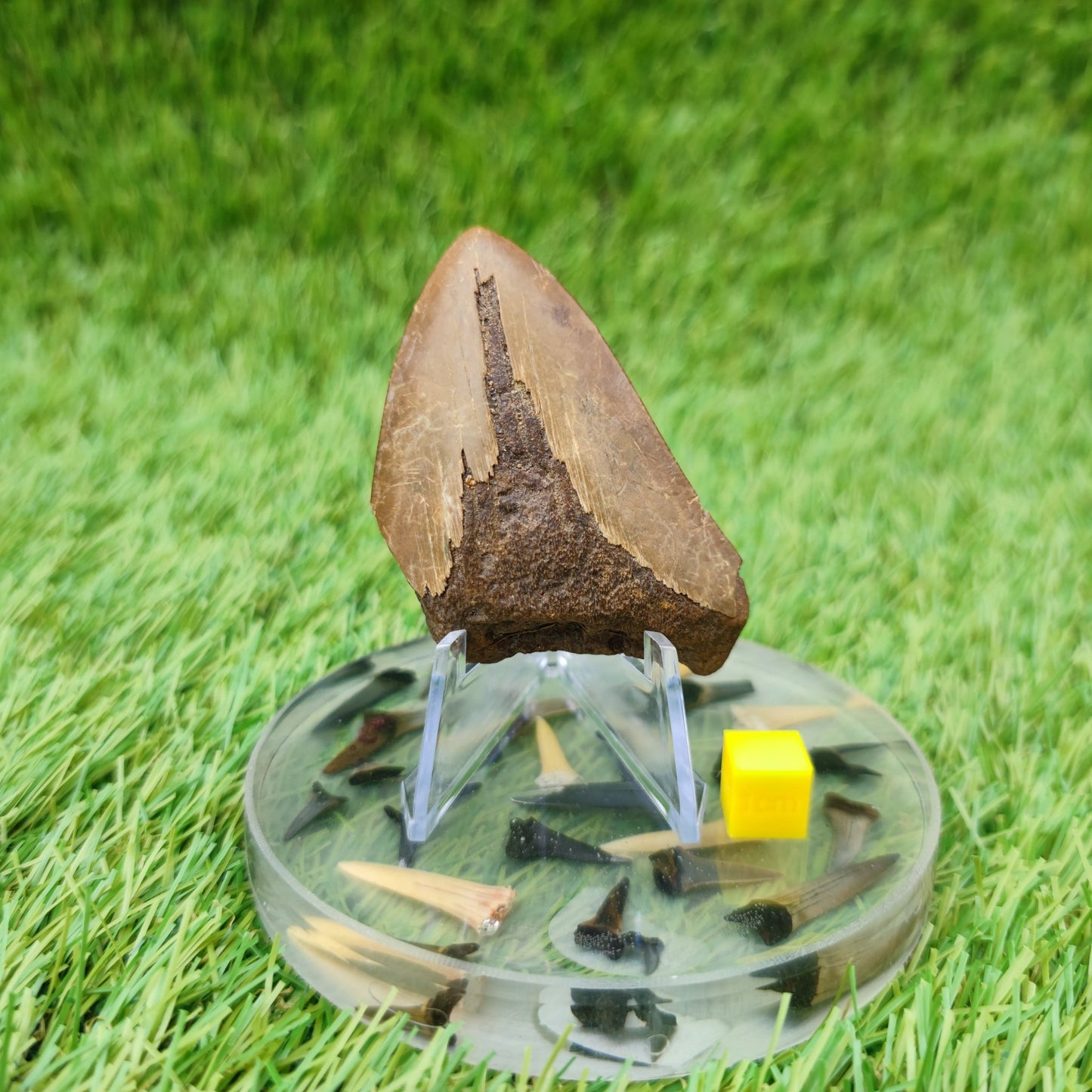 Megalodon shark tooth - North Yorkshire Fossils
