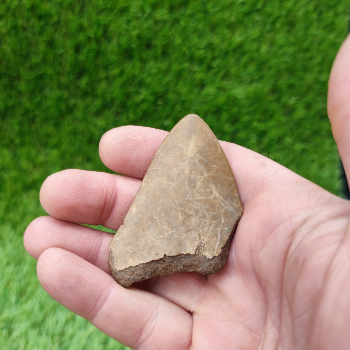 Megalodon shark tooth - North Yorkshire Fossils