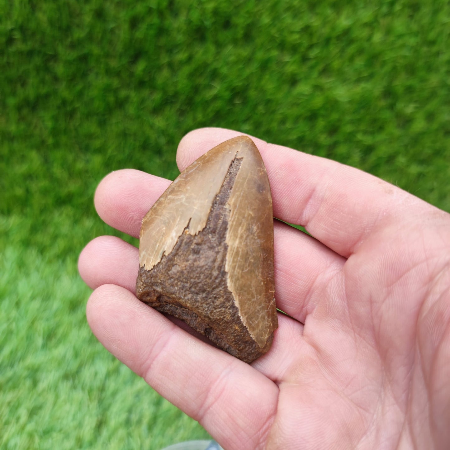 Megalodon shark tooth - North Yorkshire Fossils
