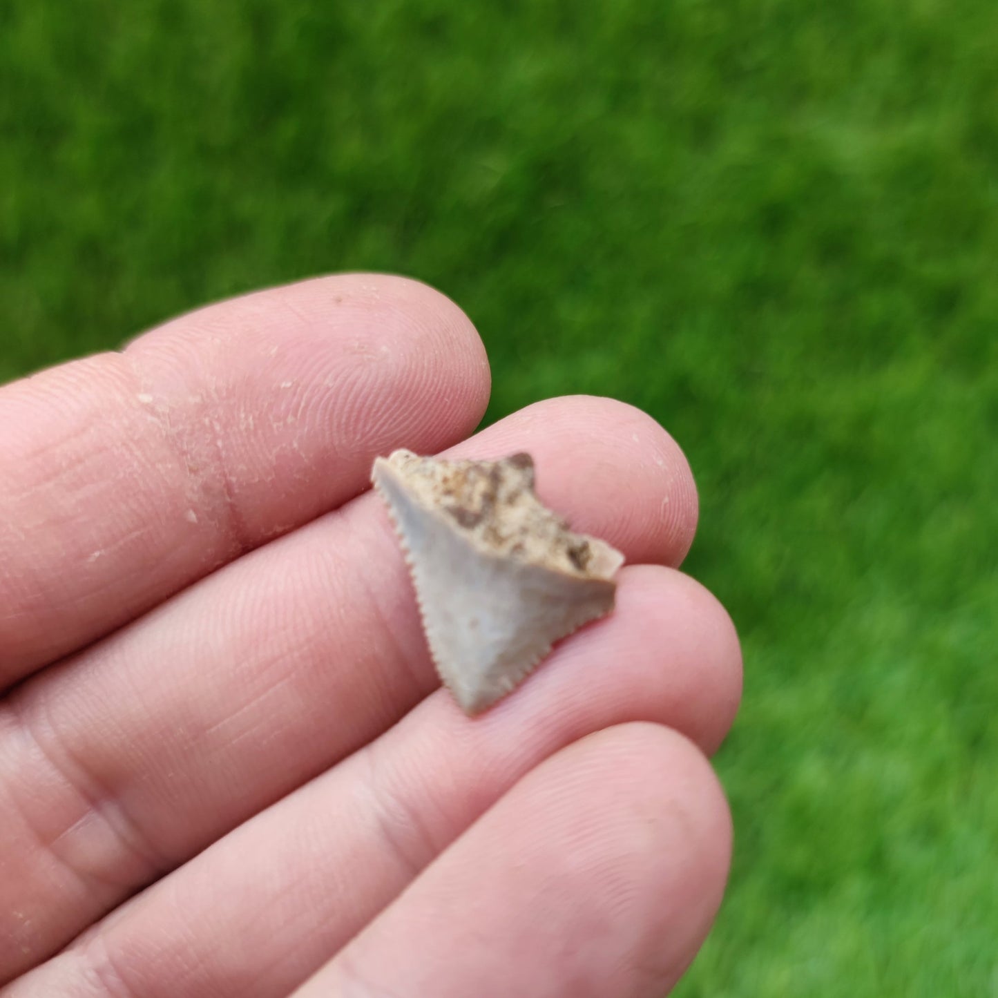 Megalodon tooth x 2 - North Yorkshire Fossils