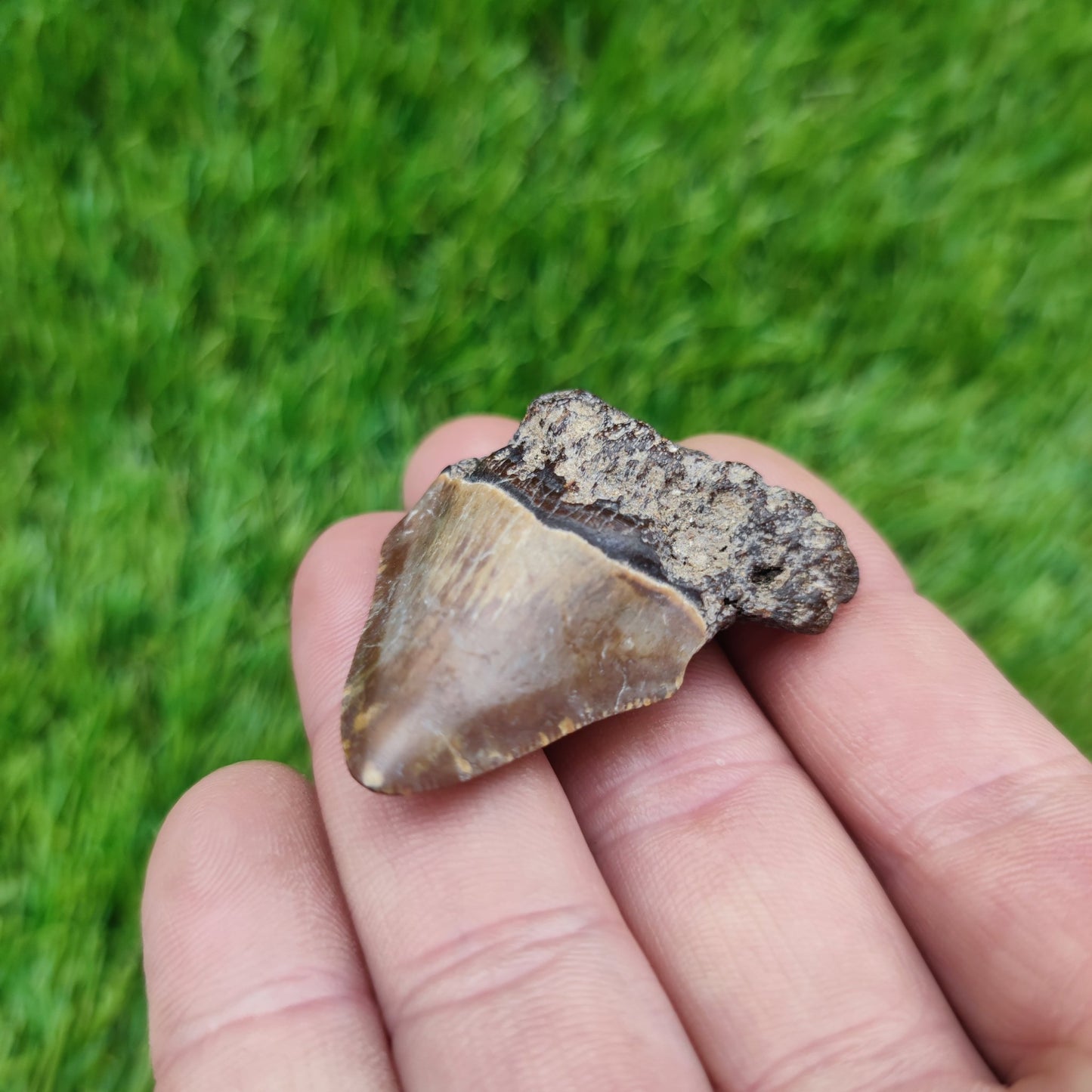 Megalodon tooth x 2 - North Yorkshire Fossils