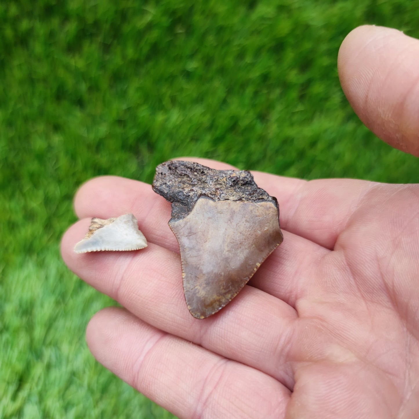 Megalodon tooth x 2 - North Yorkshire Fossils