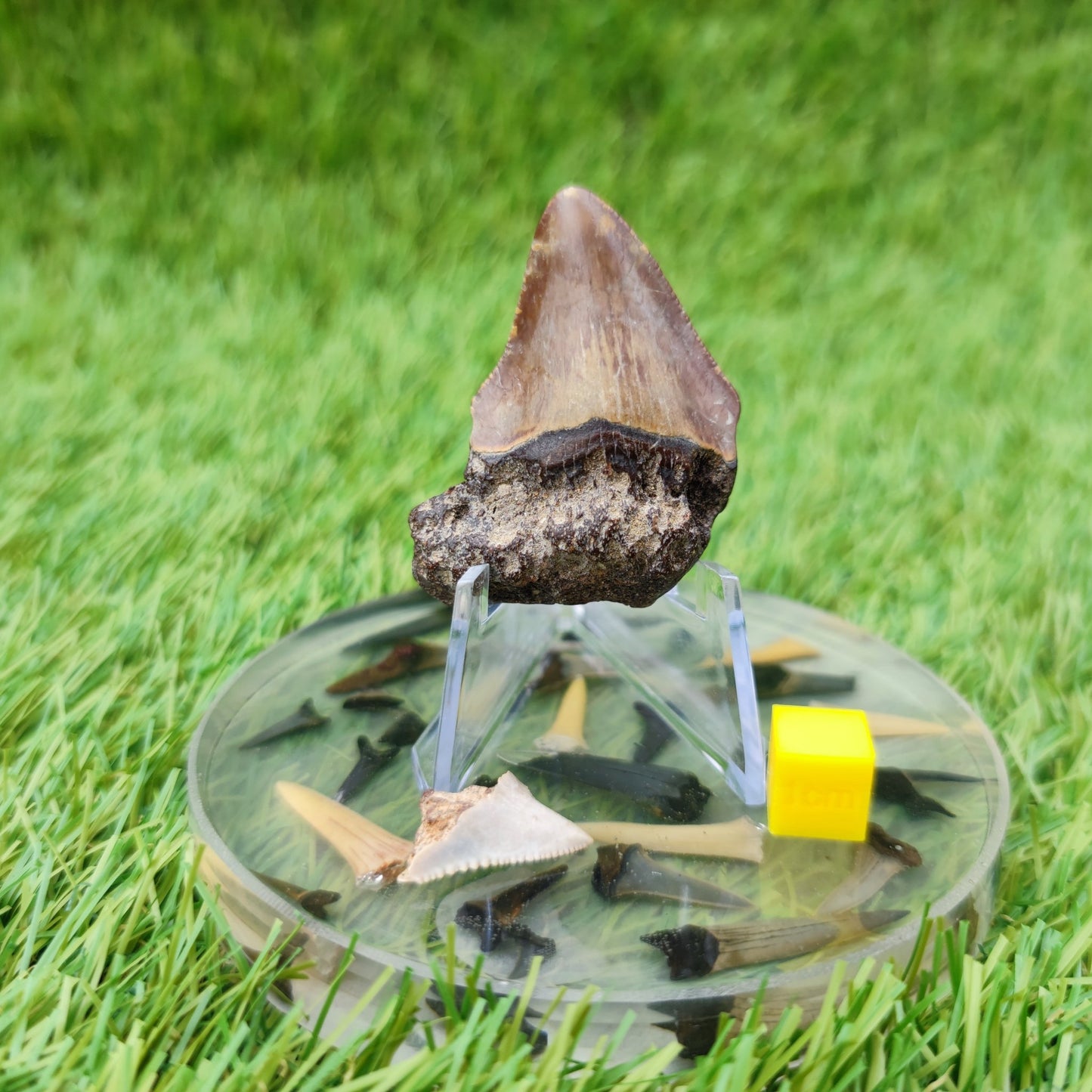 Megalodon tooth x 2 - North Yorkshire Fossils