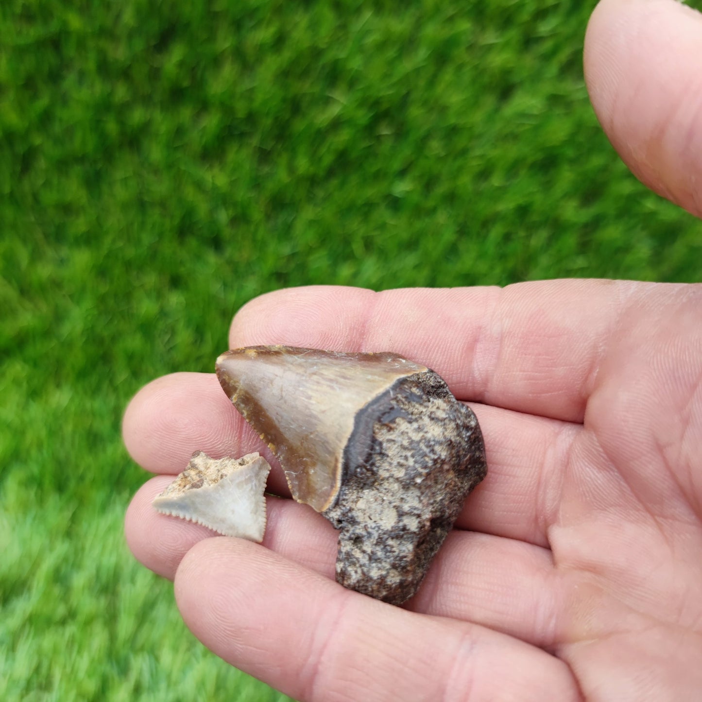 Megalodon tooth x 2 - North Yorkshire Fossils