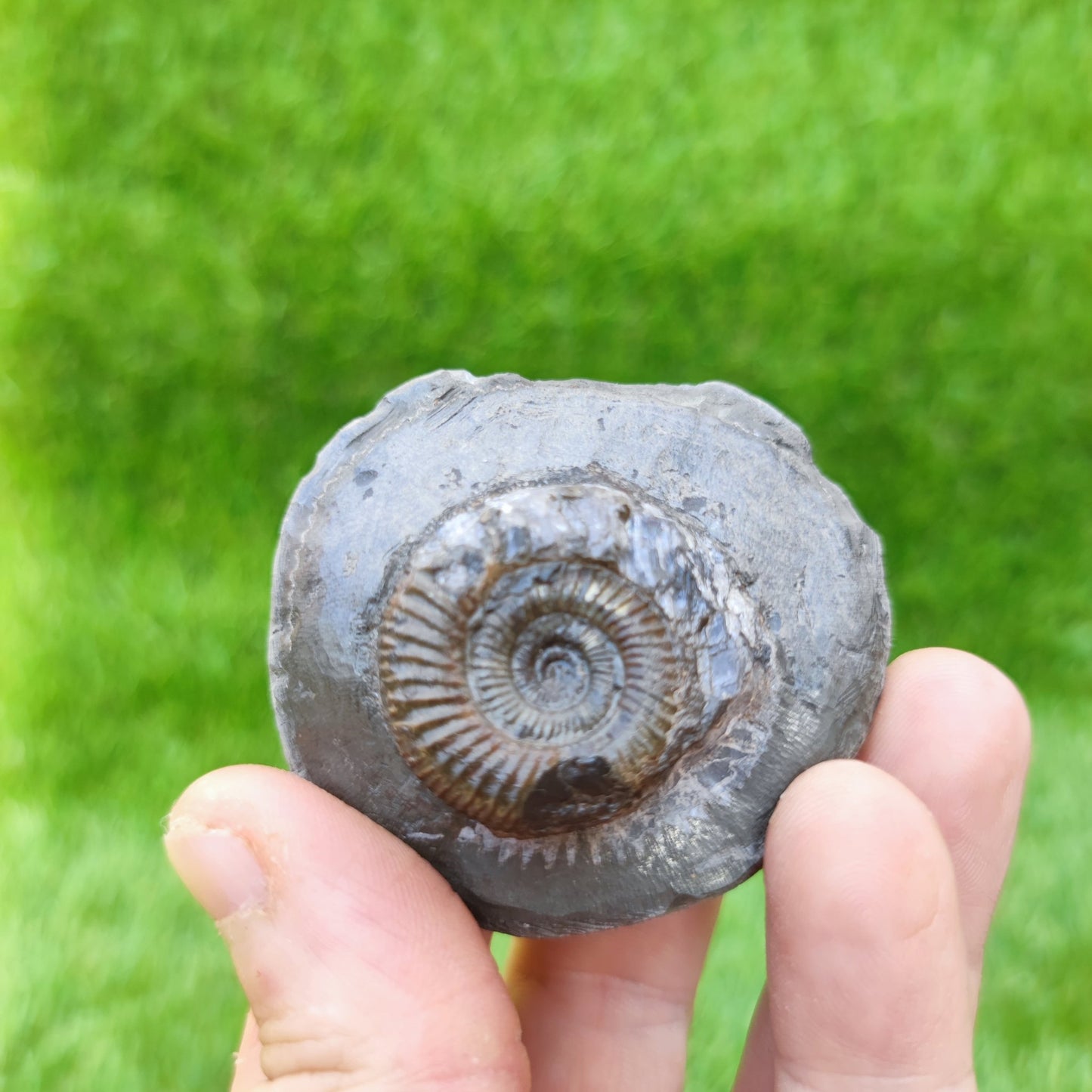 North Yorkshire ammonite fossil - North Yorkshire Fossils