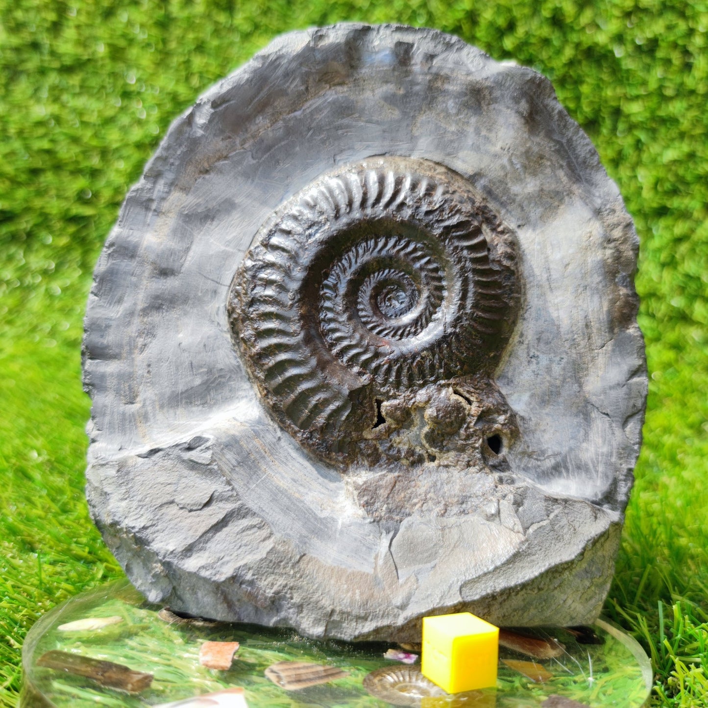 North Yorkshire ammonite fossil hildoceras - North Yorkshire Fossils