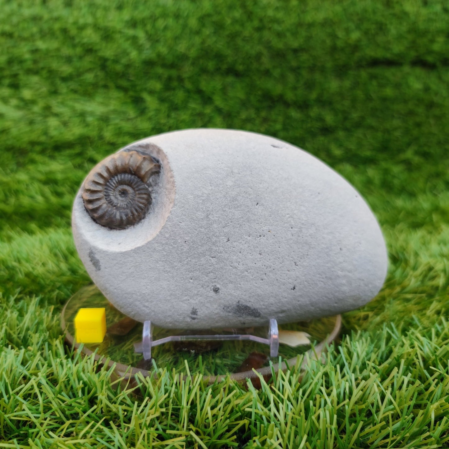 Oistoceras ammonite fossil duo in green nodule Charmouth - North Yorkshire Fossils