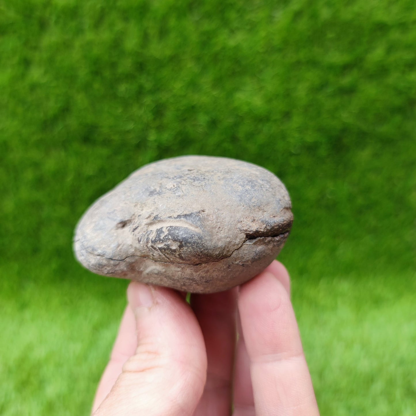 Peronoceras ammonite fossil split pair North Yorkshire UK - North Yorkshire Fossils