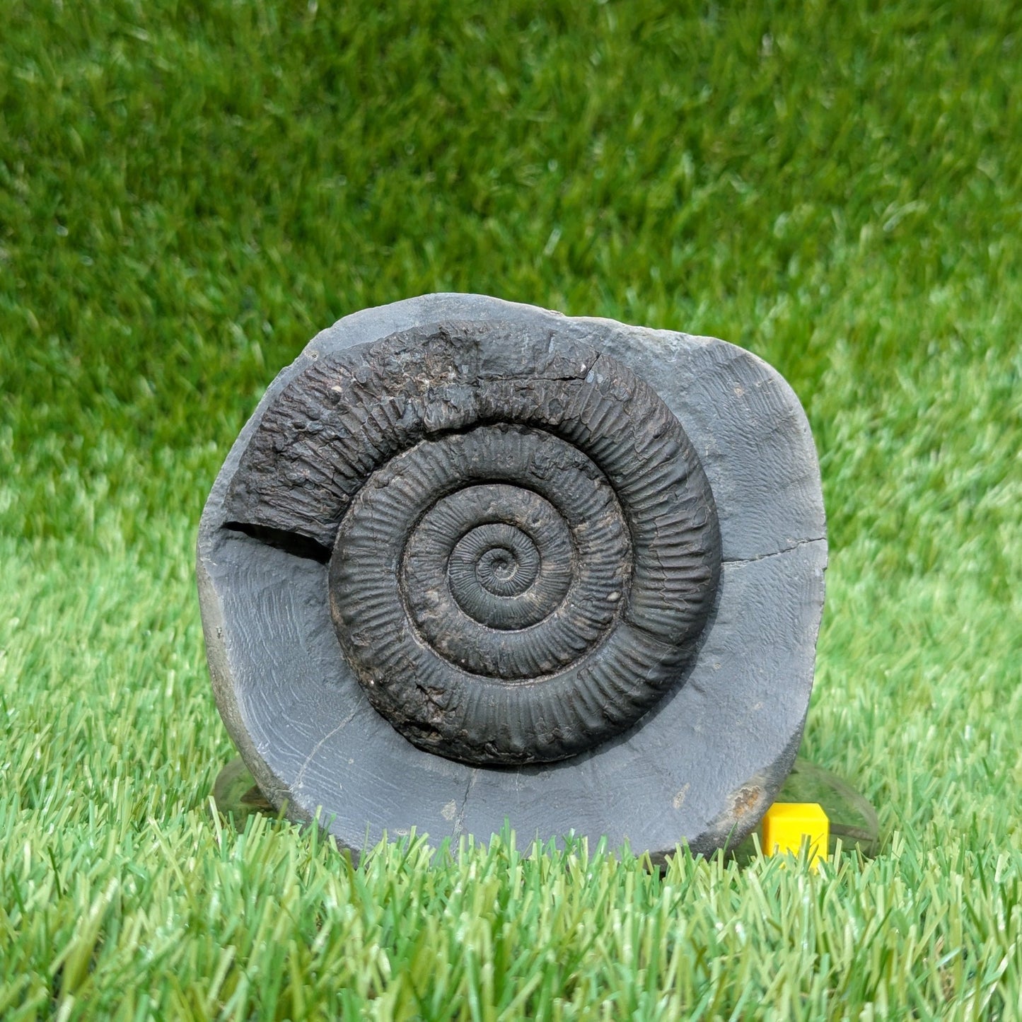 Peronoceras ammonite fossil Whitby Jurassic coast - North Yorkshire Fossils
