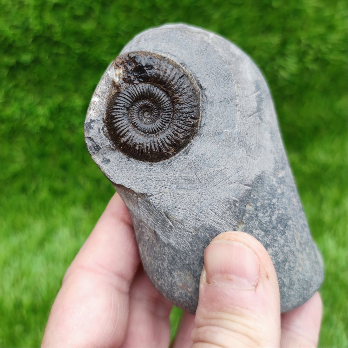 Peronoceras ammonite fossil Whitby North Yorkshire - North Yorkshire Fossils