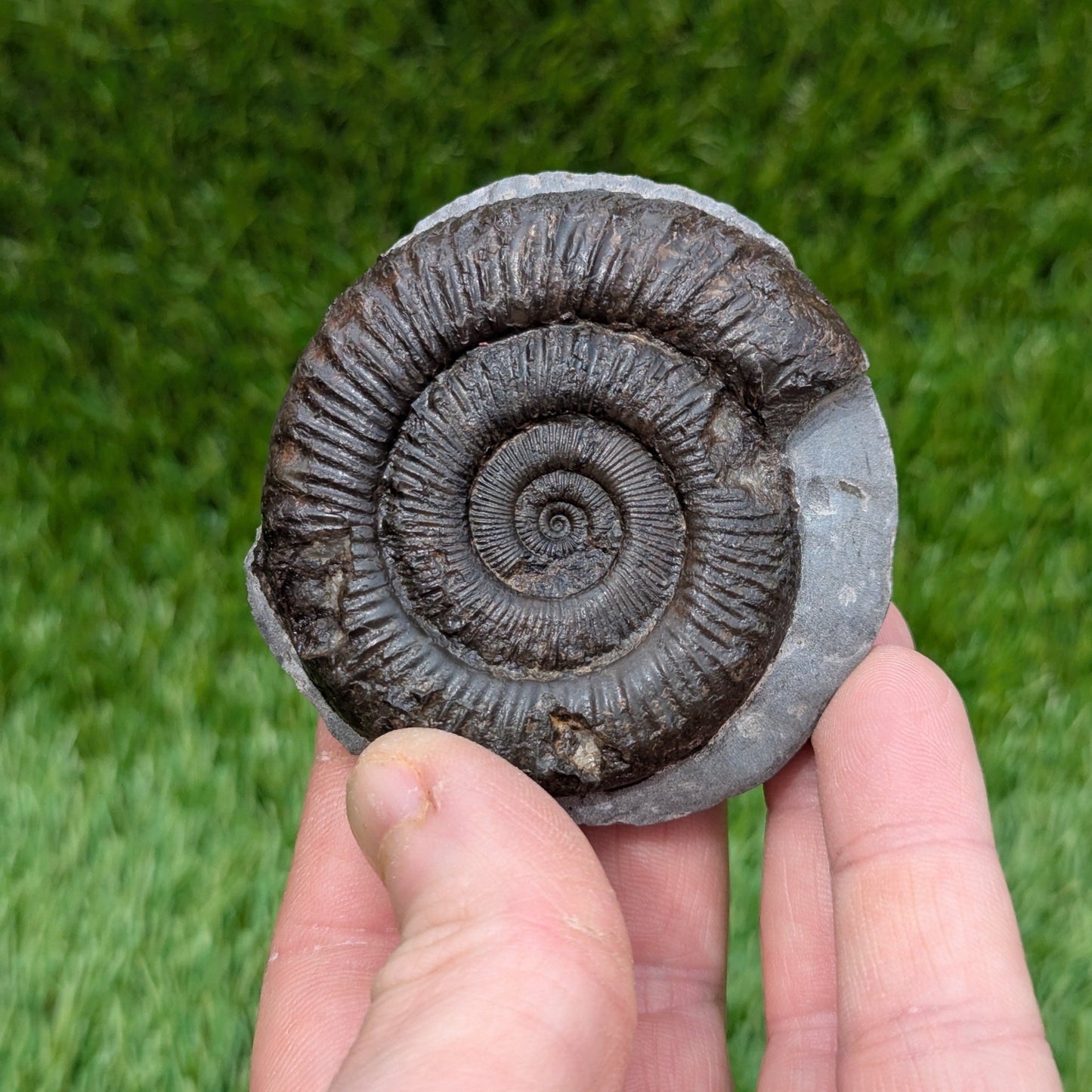 Peronoceras ammonite North Yorkshire fossils - North Yorkshire Fossils