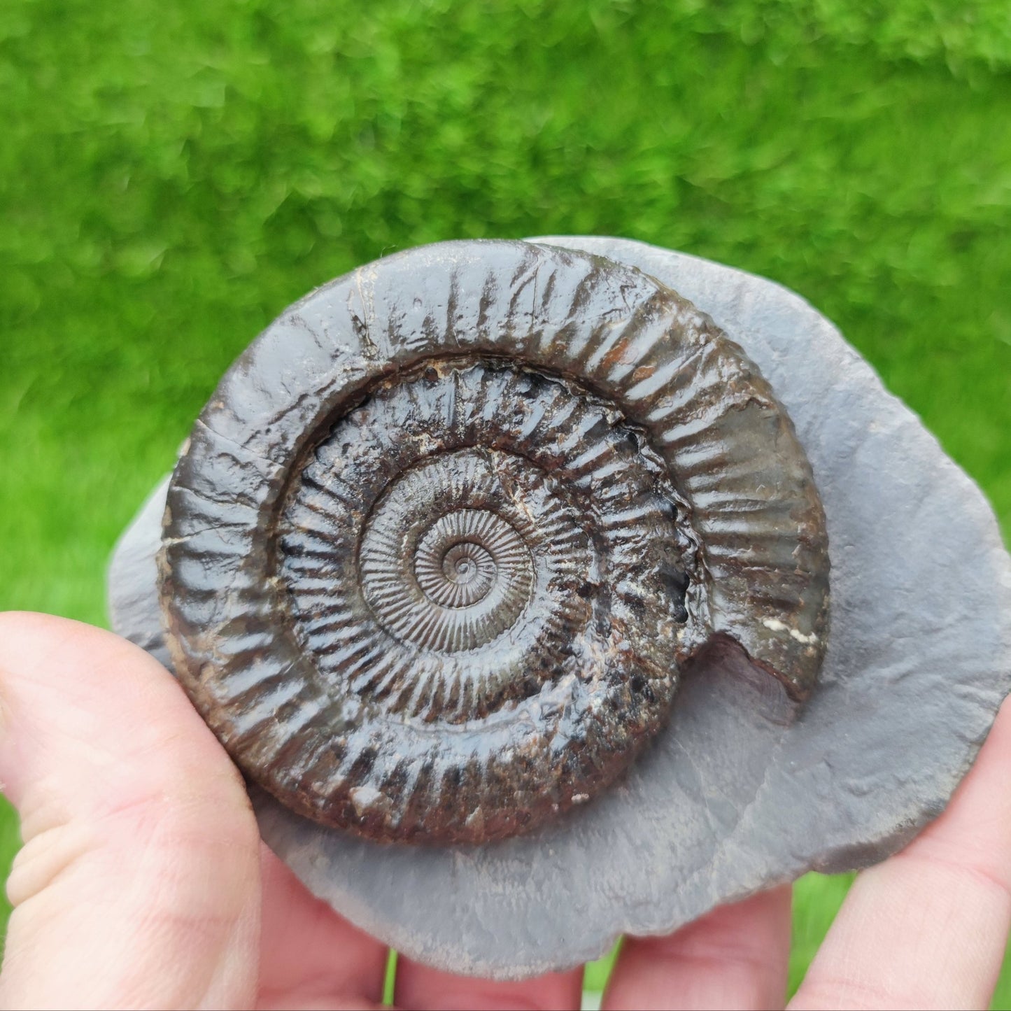 Peronoceras ammonite North Yorkshire fossils - North Yorkshire Fossils