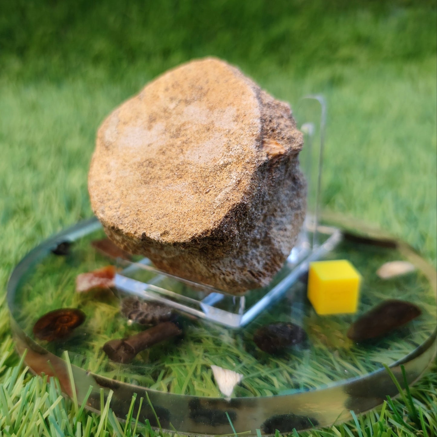Plesiosaur vertebra North Yorkshire fossils - North Yorkshire Fossils