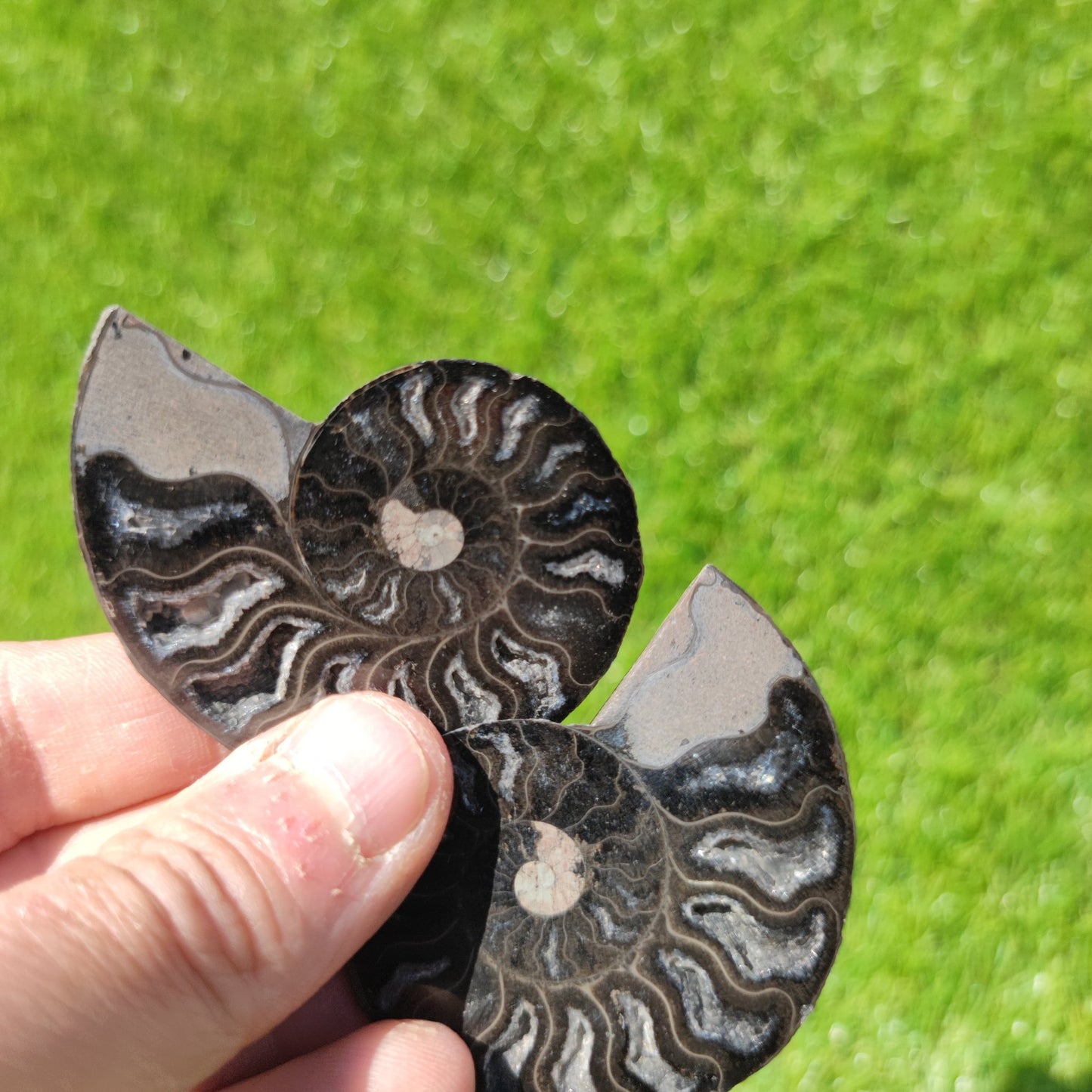 Polished ammonite - North Yorkshire Fossils
