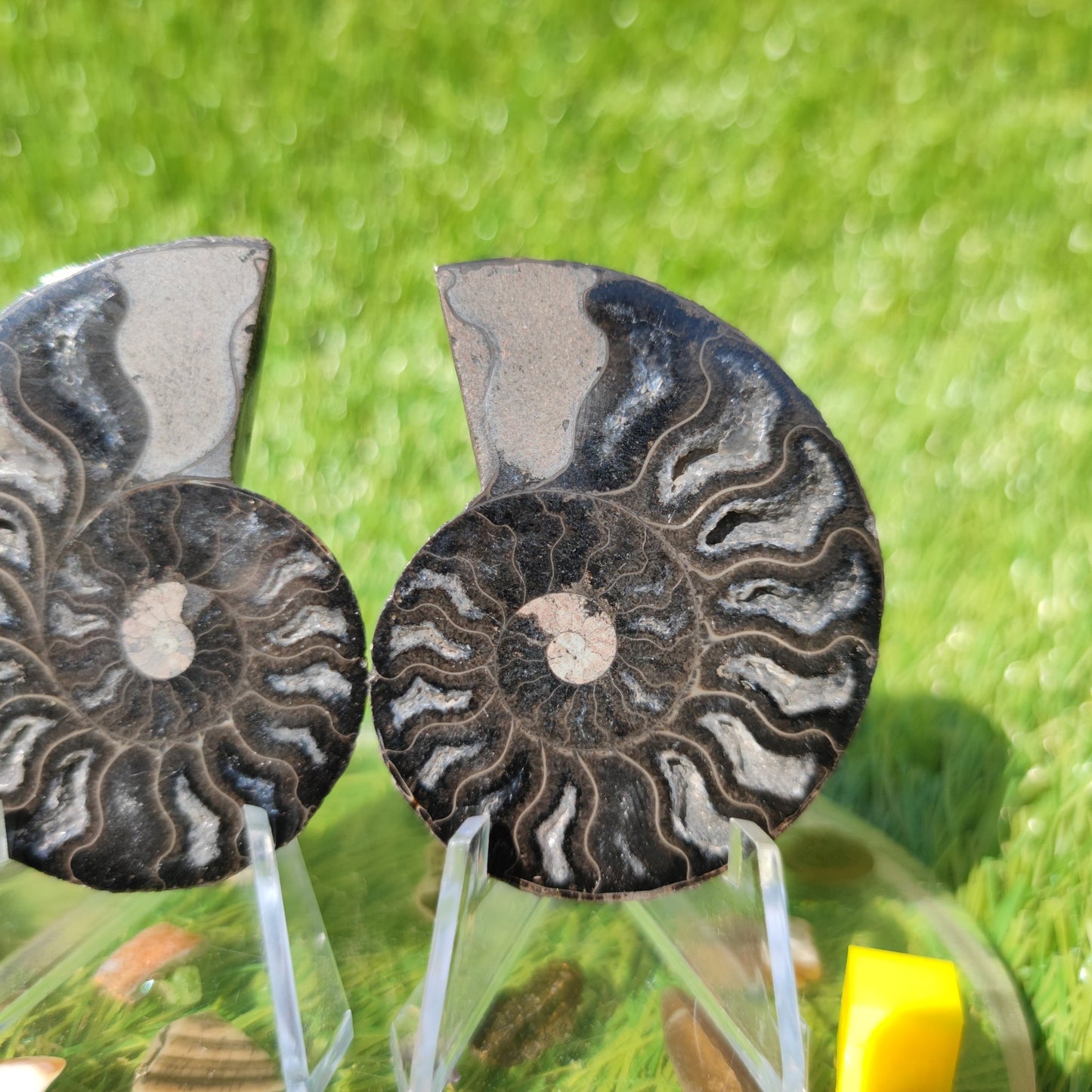 Polished ammonite - North Yorkshire Fossils