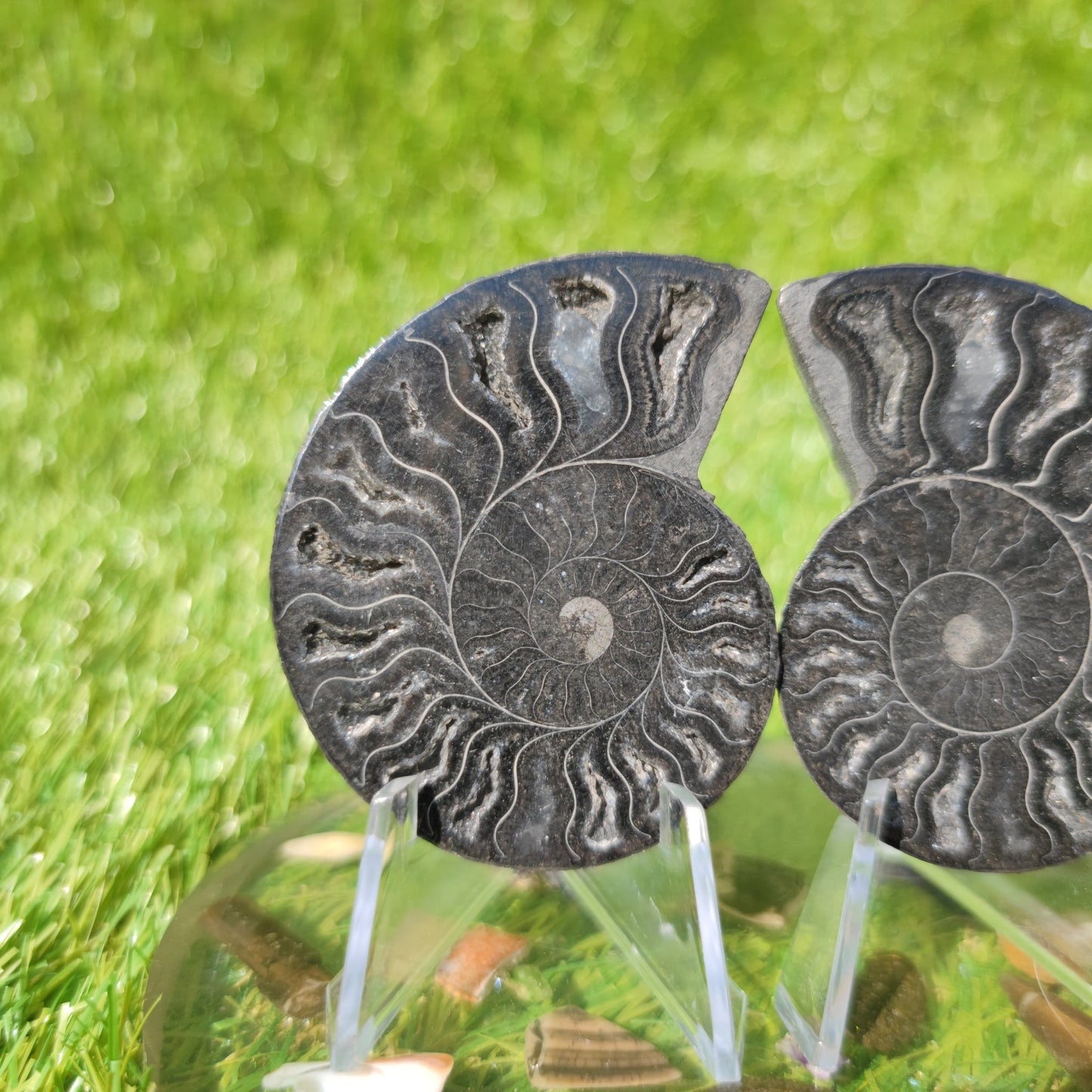 Polished ammonite fossil - North Yorkshire Fossils