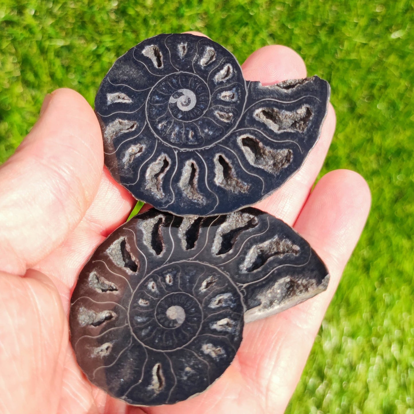 Polished ammonite fossil rare black - North Yorkshire Fossils