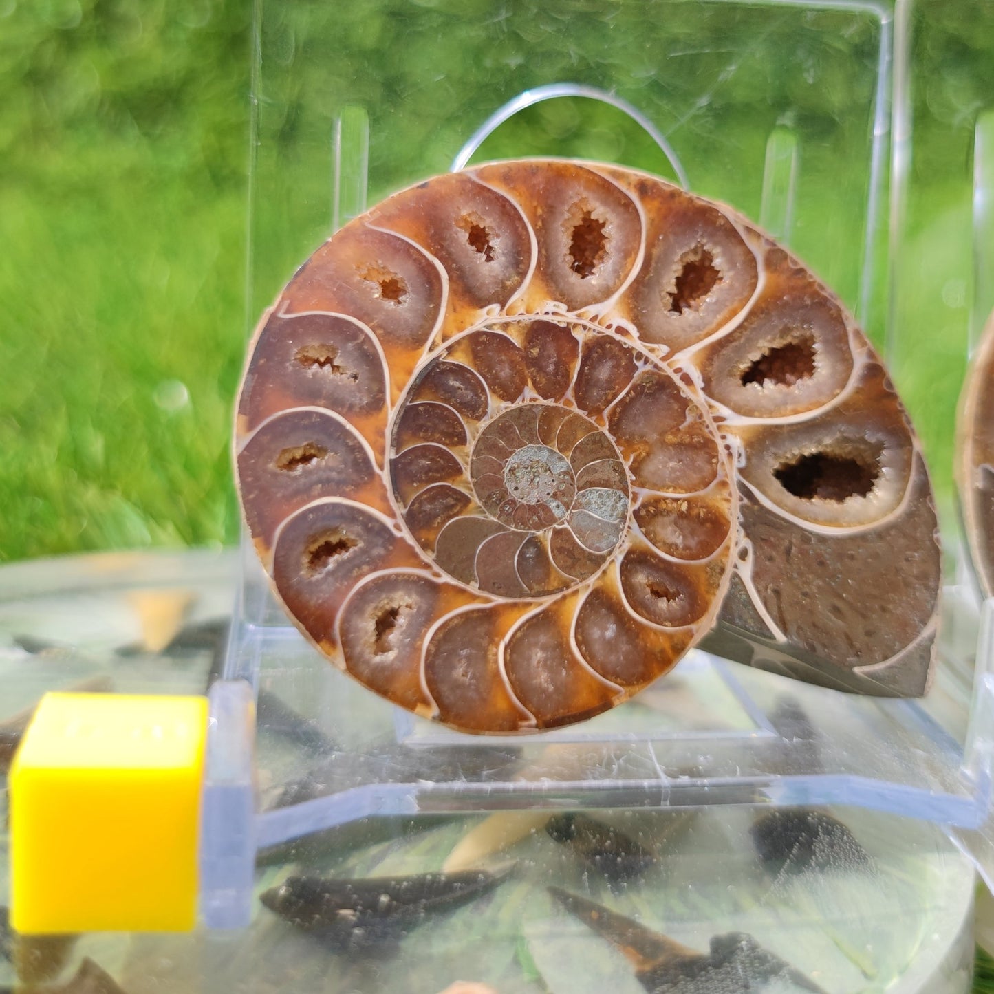 Polished ammonite Madagascar - North Yorkshire Fossils