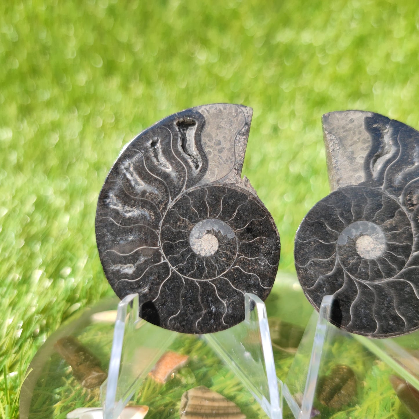 Polished cleoniceras Madagascar ammonite - North Yorkshire Fossils