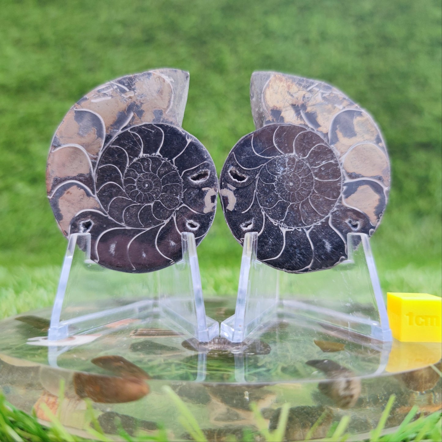 Polished gold and black ammonite fossil North Yorkshire Fossils - North Yorkshire Fossils