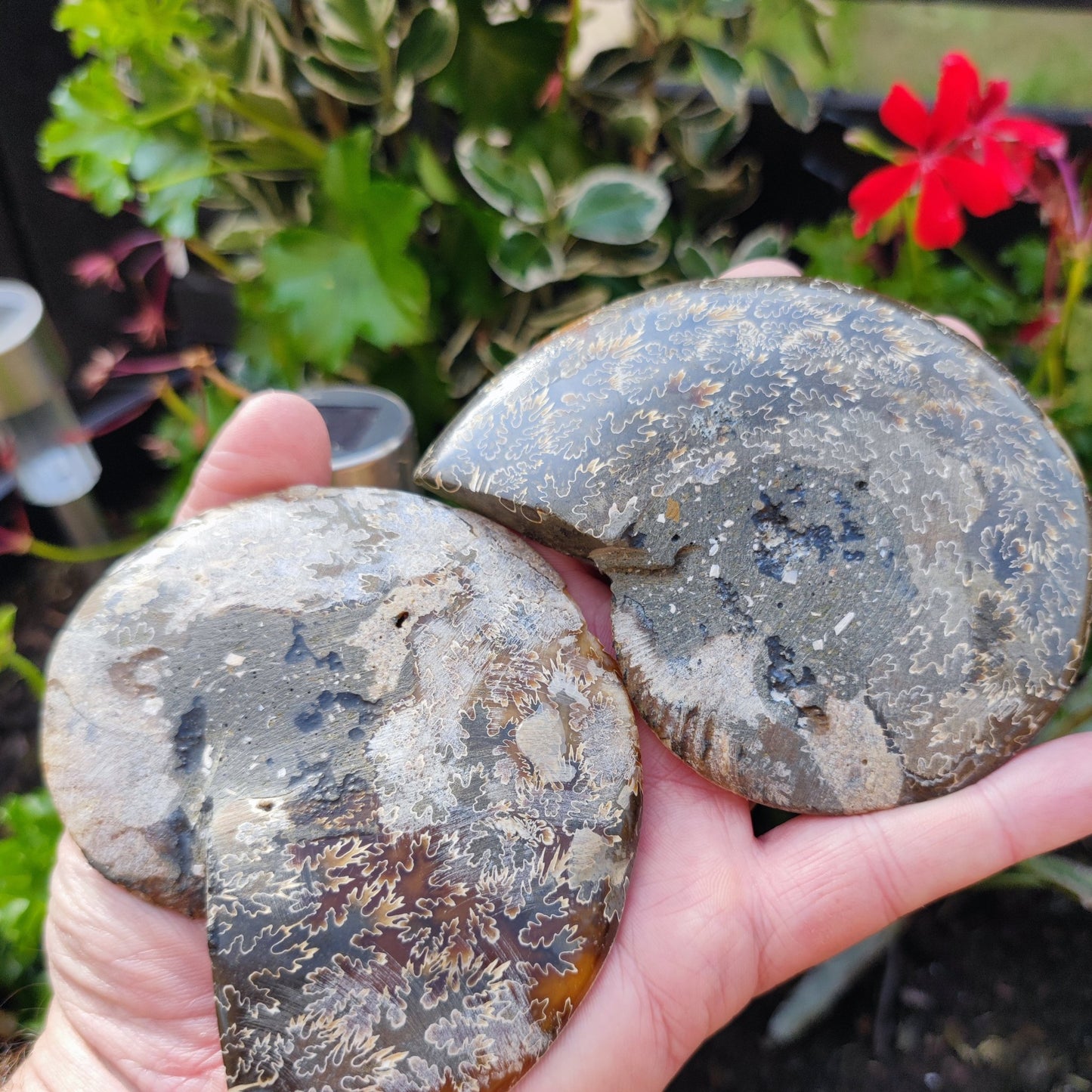 Polished Madagascar ammonite fossil Cleoniceras - North Yorkshire Fossils