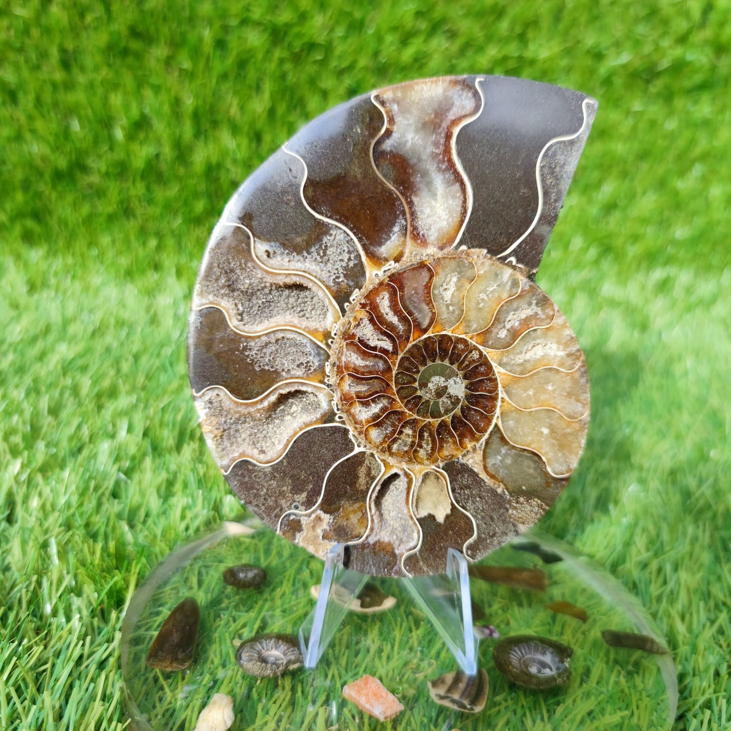 Polished Madagascar ammonite fossil Cleoniceras - North Yorkshire Fossils