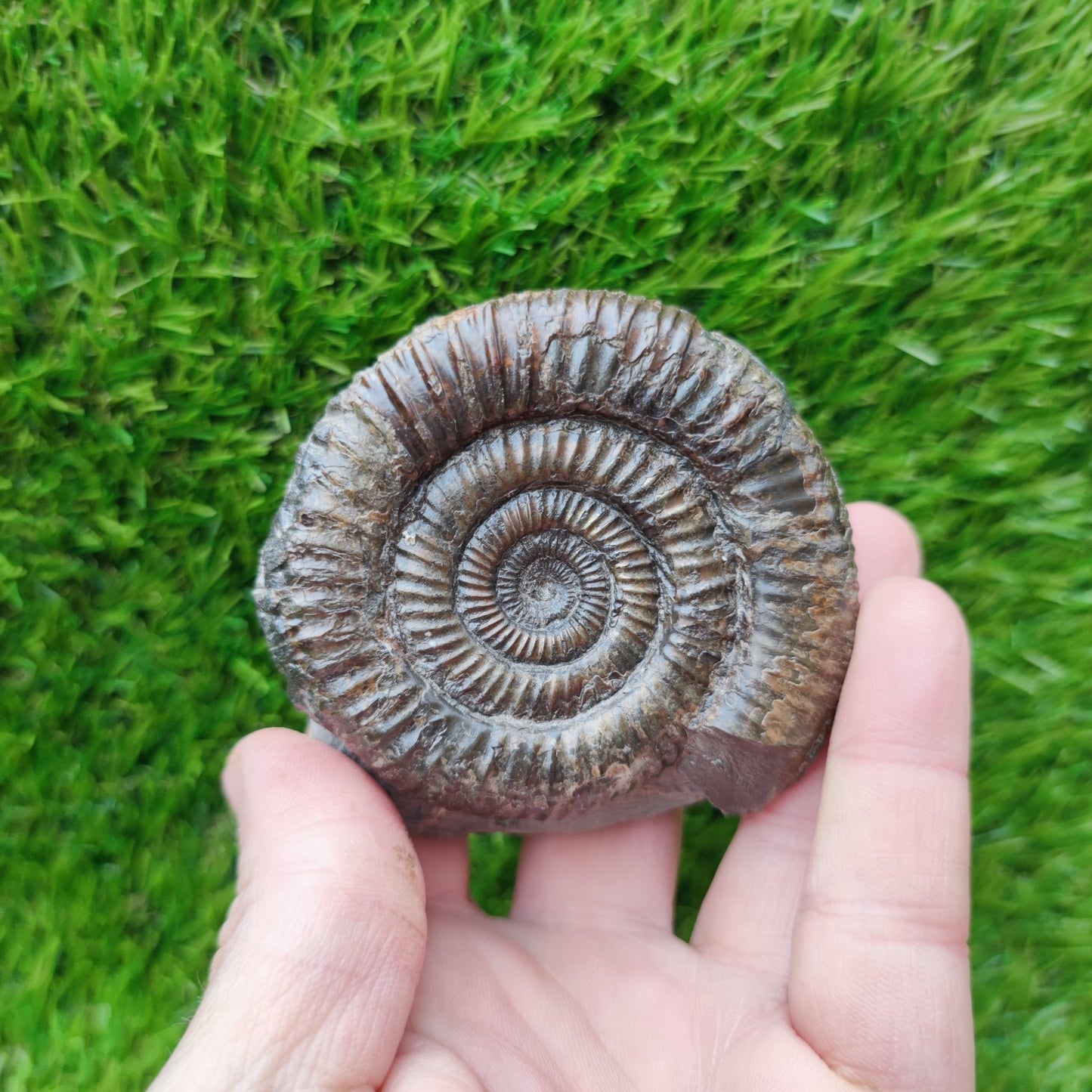 Port Mulgrave ammonite fossil - North Yorkshire Fossils