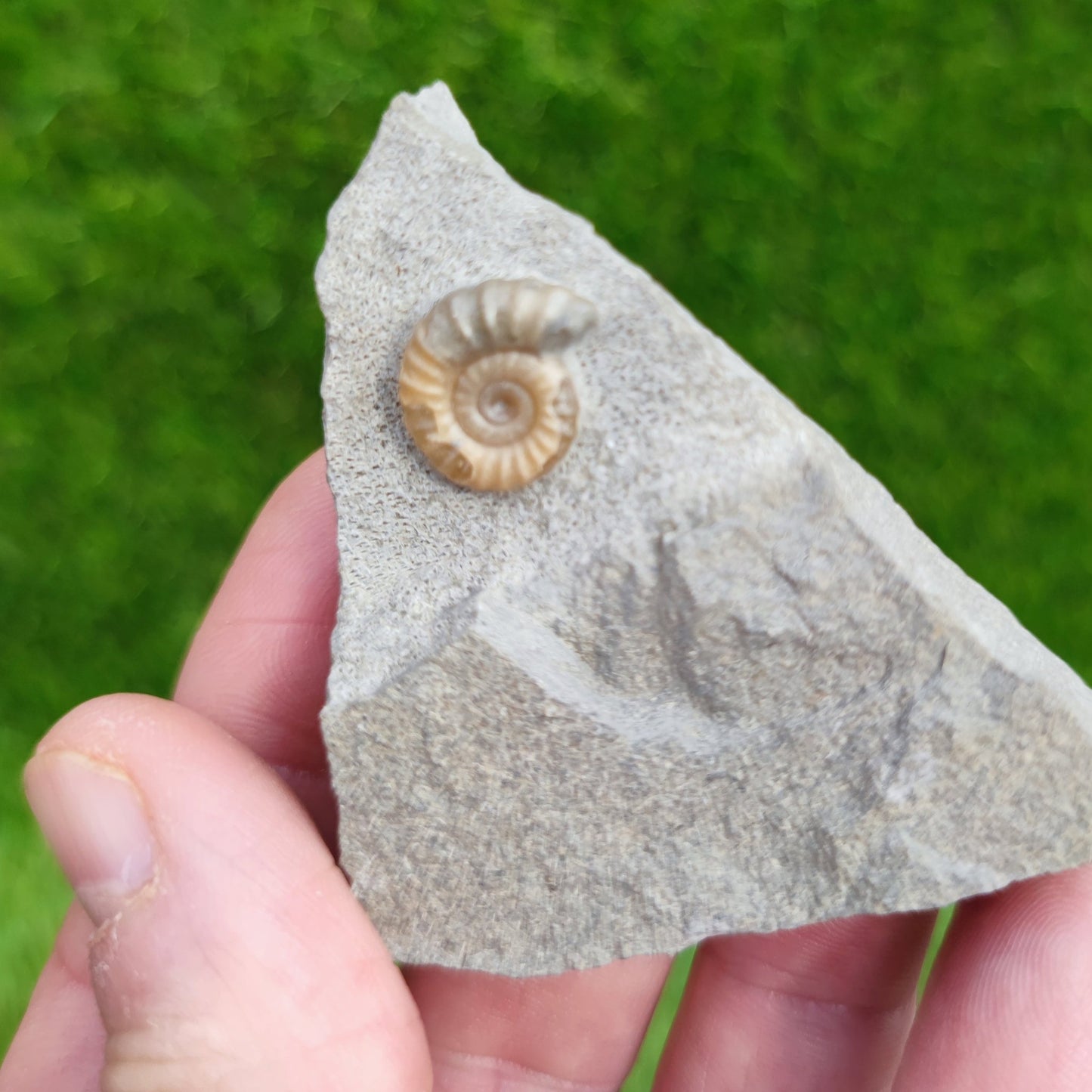 Promicroceras ammonite fossil - North Yorkshire Fossils