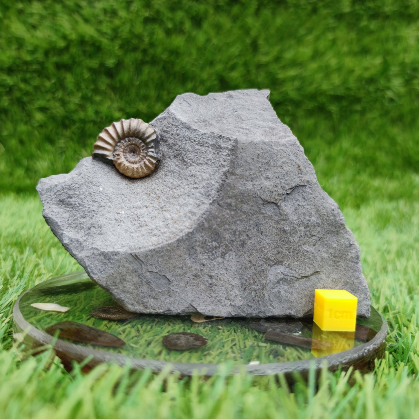 Promicroceras ammonite fossil Lyme Regis Dorset - North Yorkshire Fossils