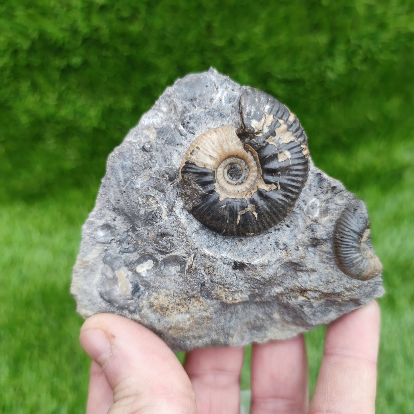 Proplanulites ammonite fossil - North Yorkshire Fossils