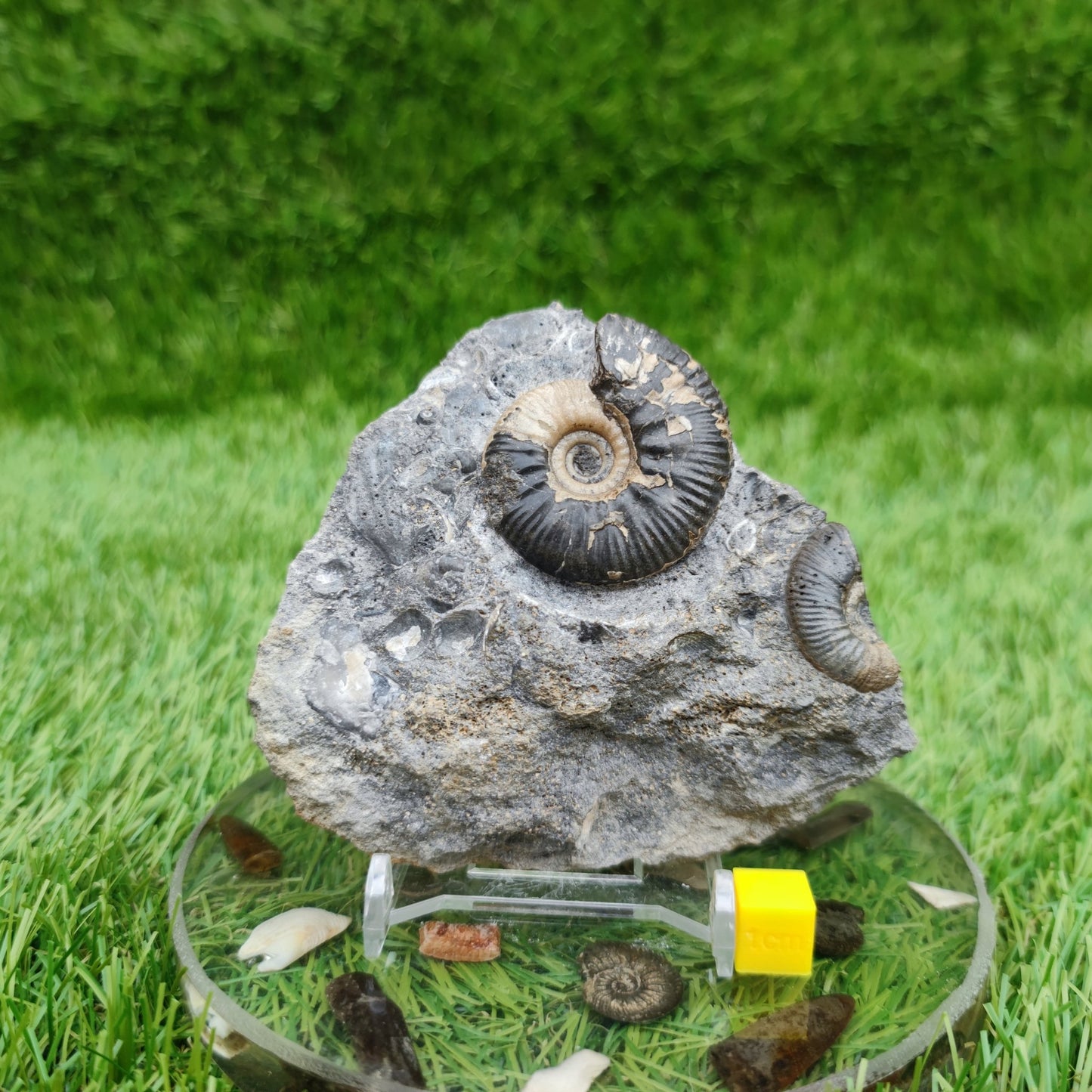 Proplanulites ammonite fossil - North Yorkshire Fossils