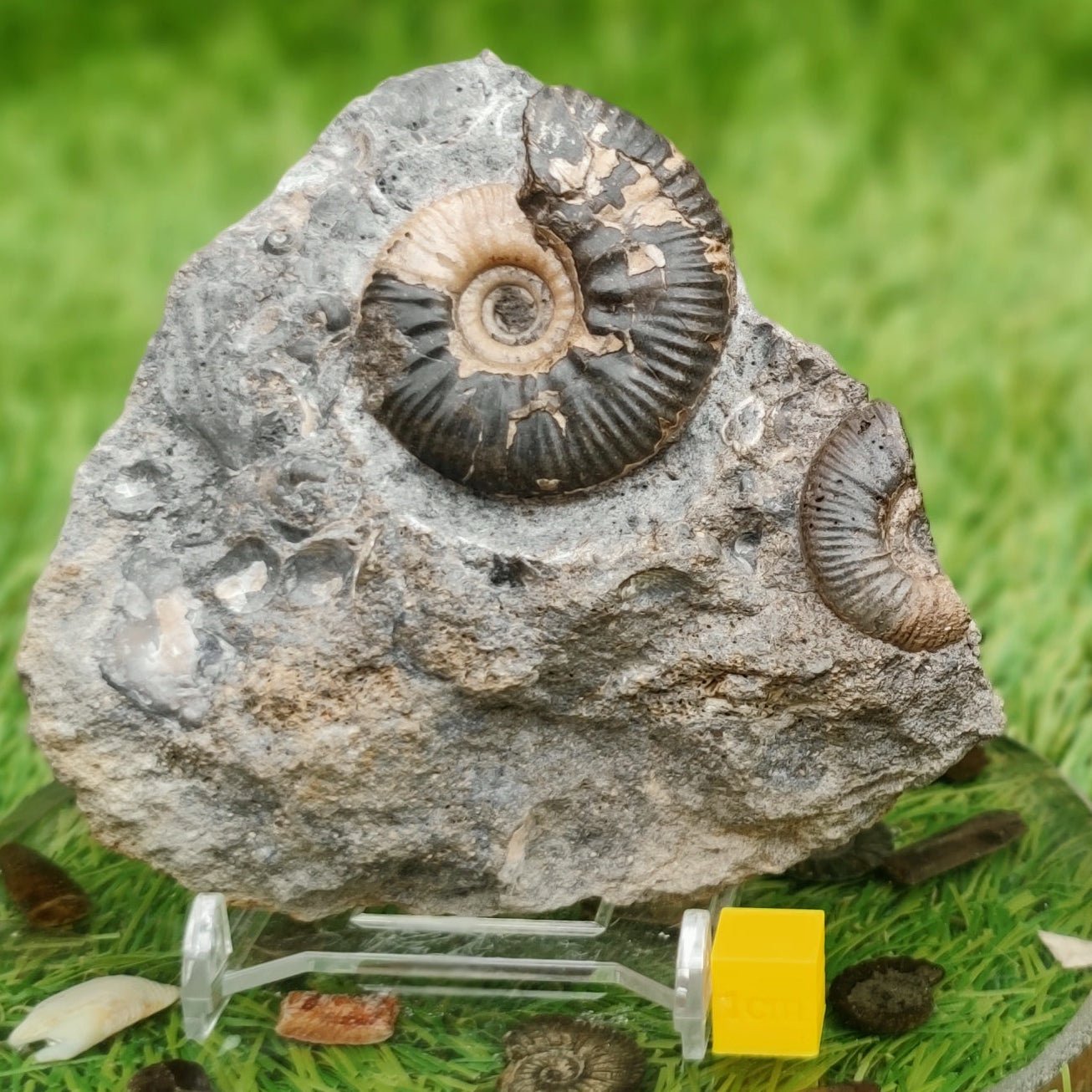 Proplanulites ammonite fossil - North Yorkshire Fossils