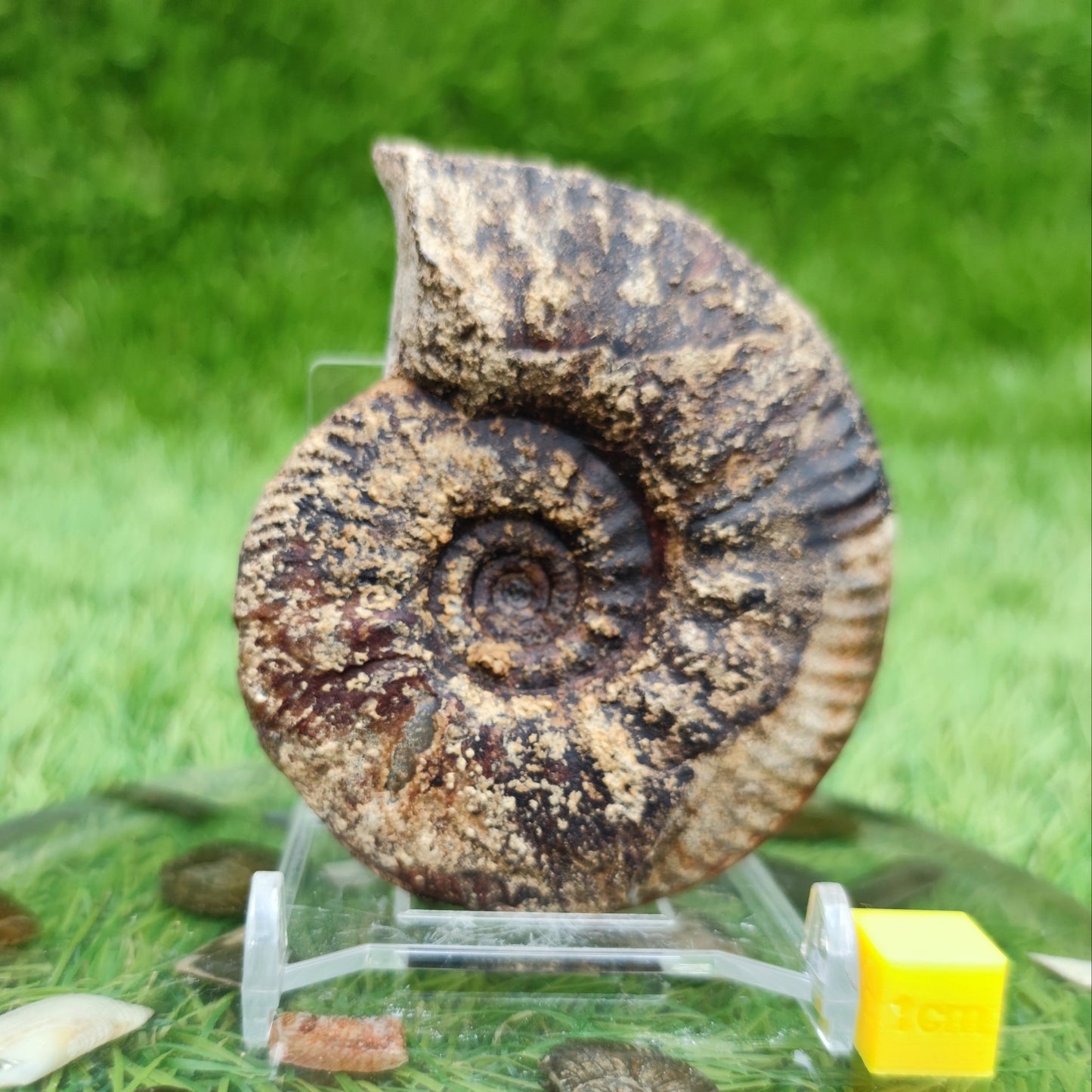 Proplanulites ammonite fossil Kellaways formation Wiltshire. - North Yorkshire Fossils