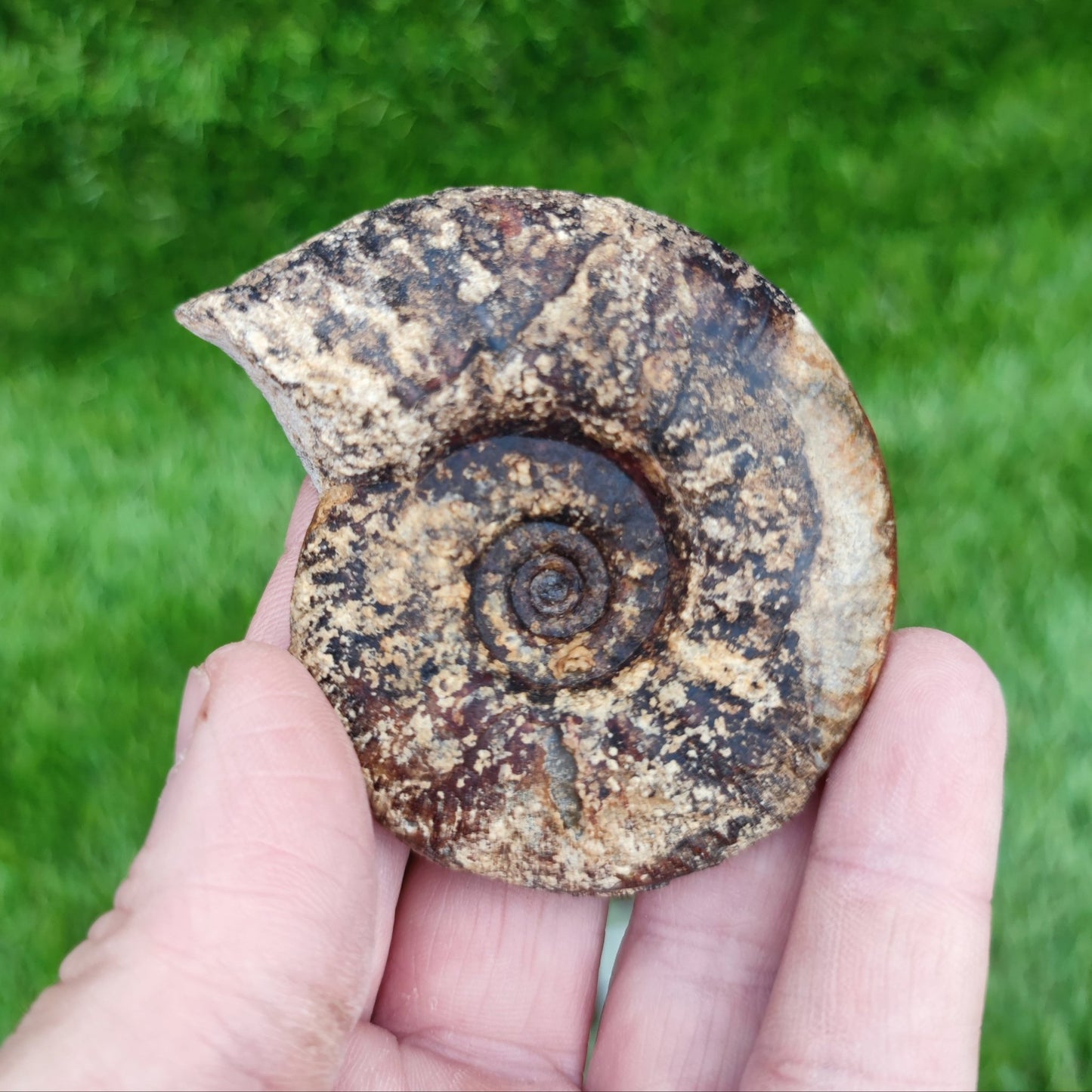 Proplanulites ammonite fossil Kellaways formation Wiltshire. - North Yorkshire Fossils